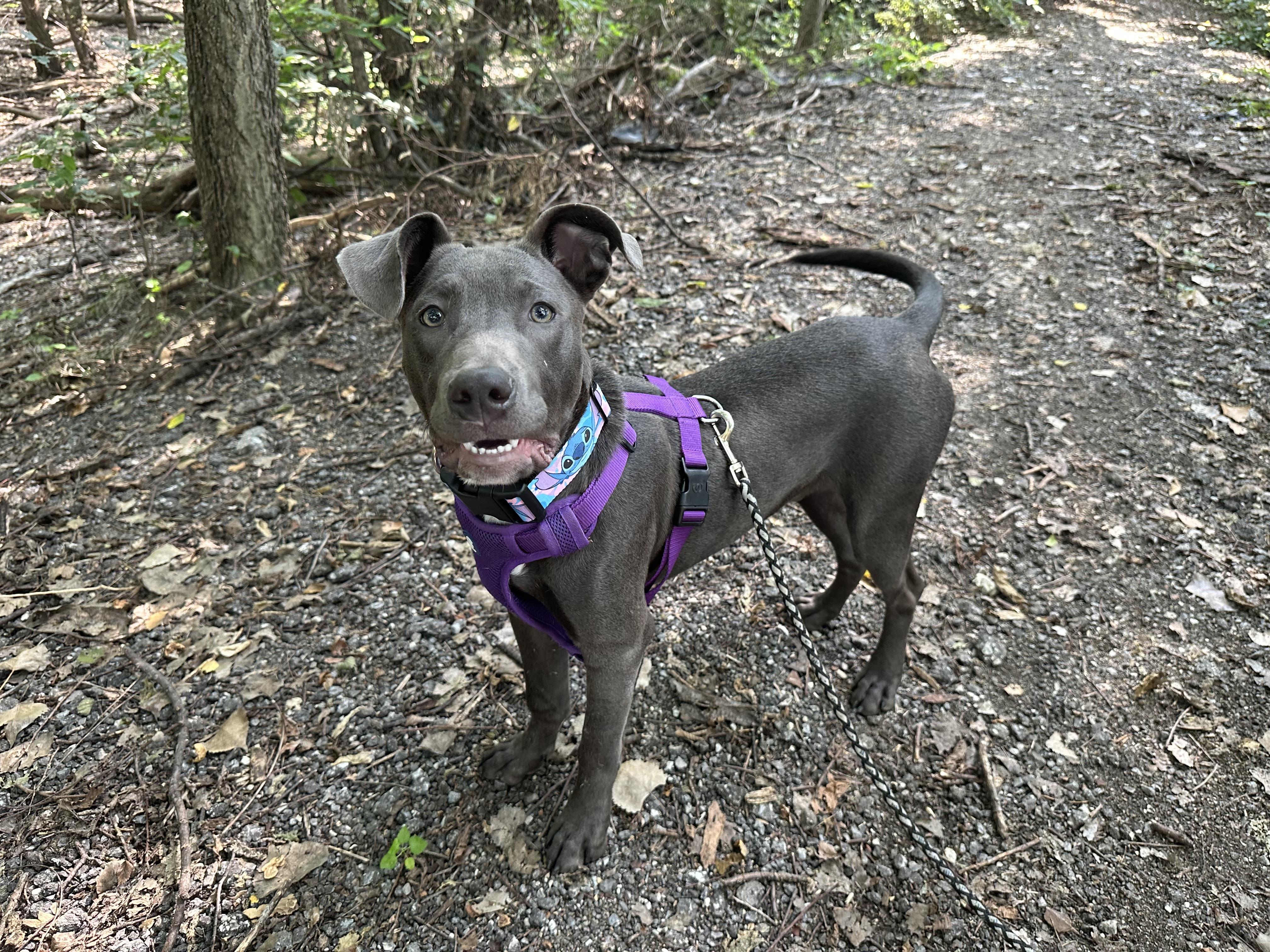 Enlarge Stitch, a Adoptable mixed breed in Valley Center, KS image 1/6