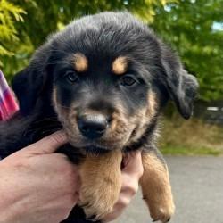 Ethel, Adoptable, Young Female Golden Retriever & Australian Cattle Dog / Blue Heeler.