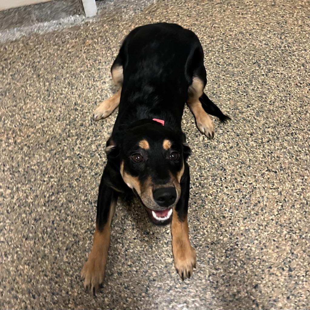 Enlarge Ethel, a Adoptable mixed breed in Eastsound, WA image 2/3