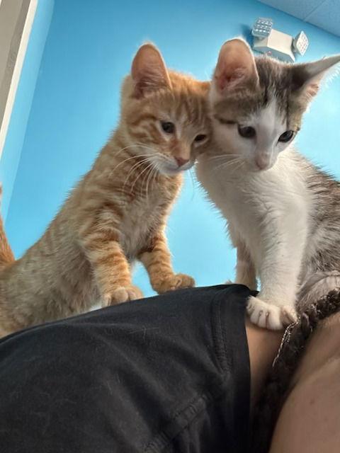 Enlarge Harry, a Adopted Tabby in Stone Mountain, GA image 1/3