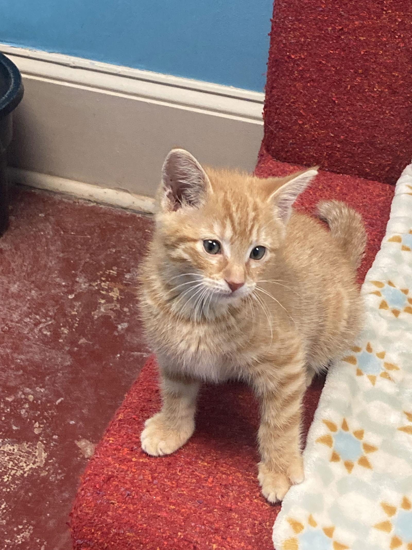 Enlarge Harry, a Adopted Tabby in Stone Mountain, GA image 2/3