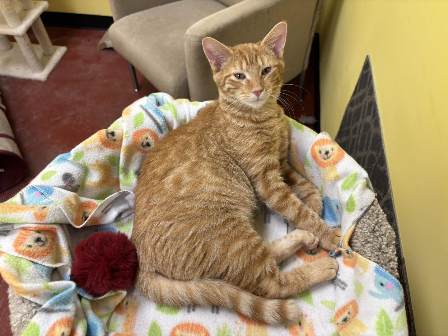 Enlarge Harry, a Adopted Tabby in Stone Mountain, GA image 3/3