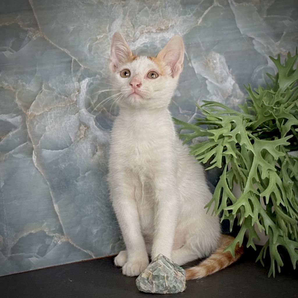 Sweetsweet thumbnail 2