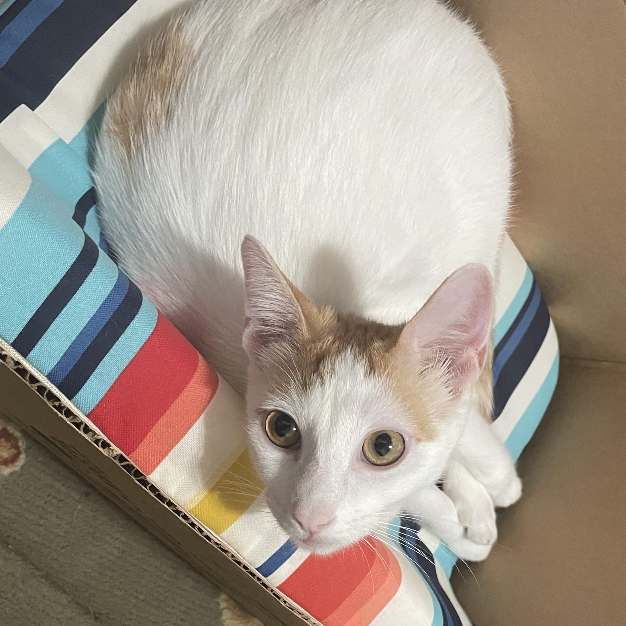 Sweetsweet thumbnail 5