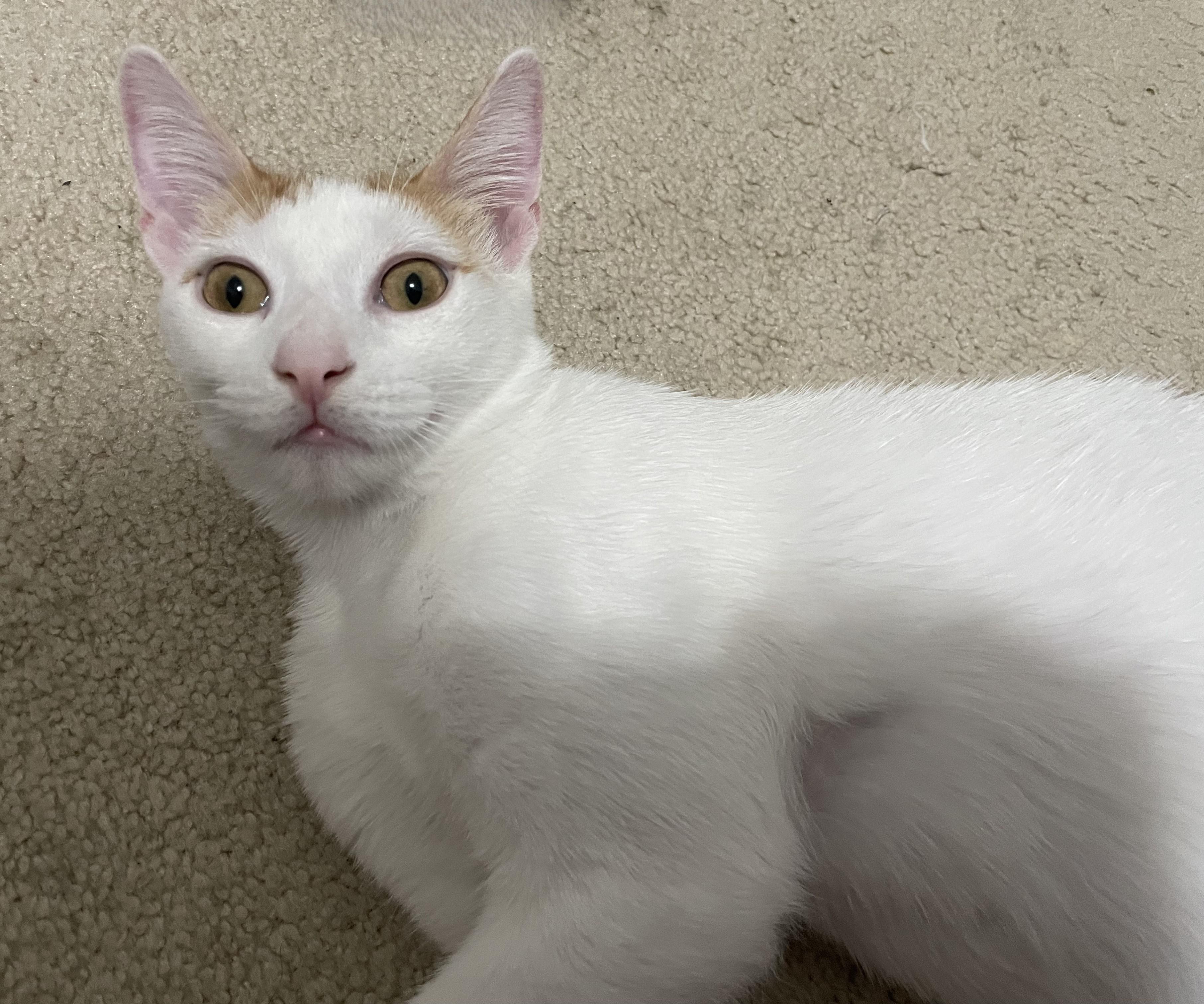 Sweetsweet thumbnail 6