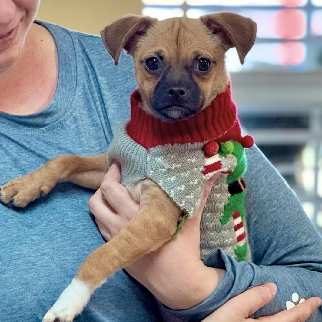 Clark, adopted, Puppy Male Chihuahua & Pug.