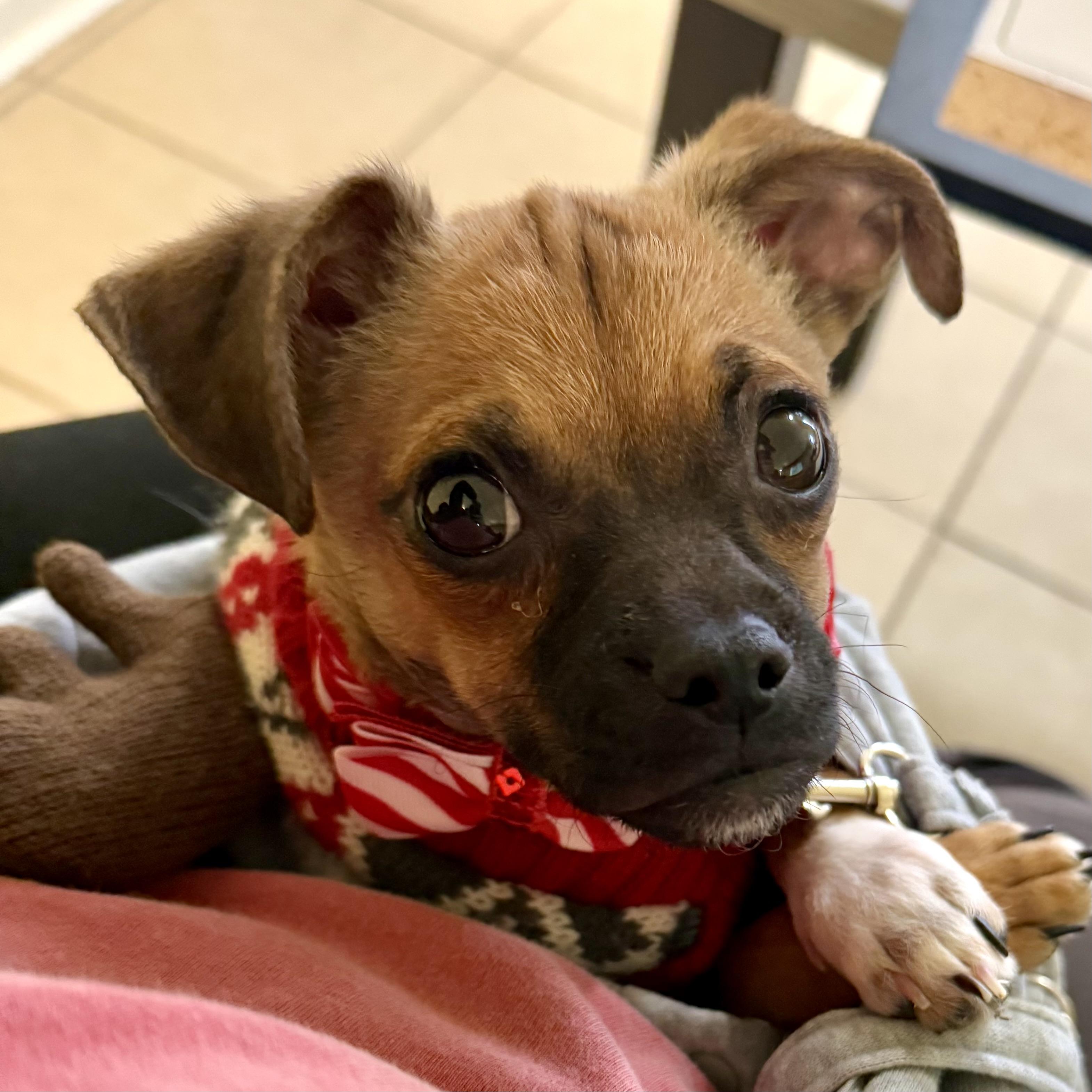 Enlarge Clark, an adopted mixed breed in Gallatin, TN image 2/3