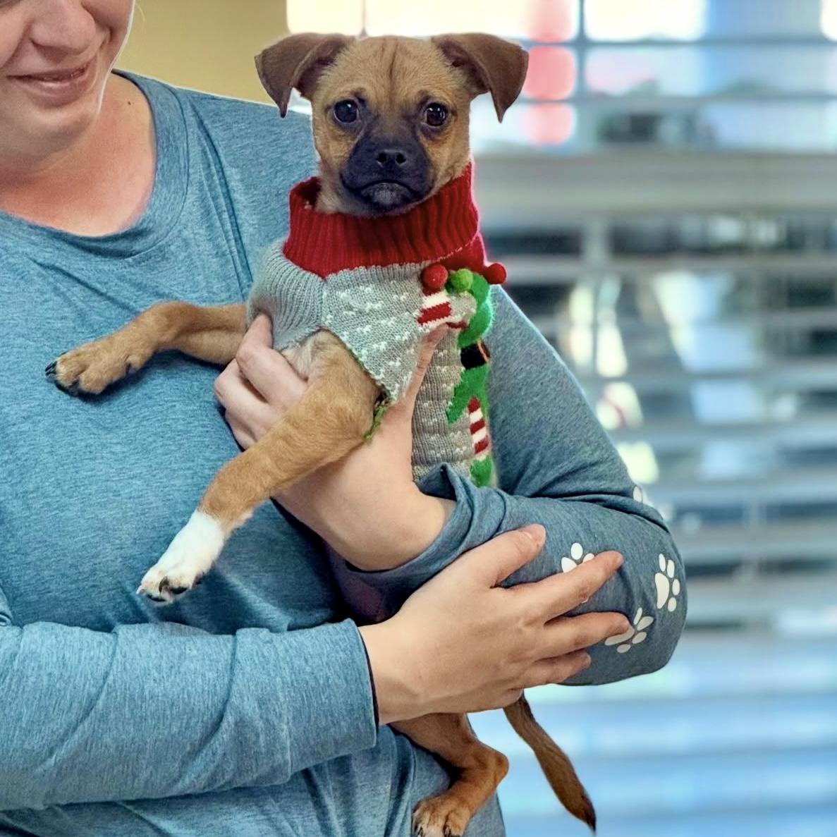 Enlarge Clark, an adopted mixed breed in Gallatin, TN image 3/3