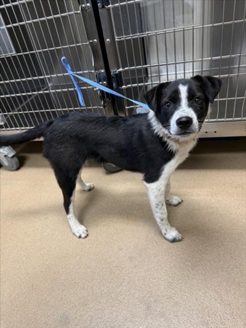 PEPPER, Adoptable, Young Female Australian Cattle Dog / Blue Heeler.