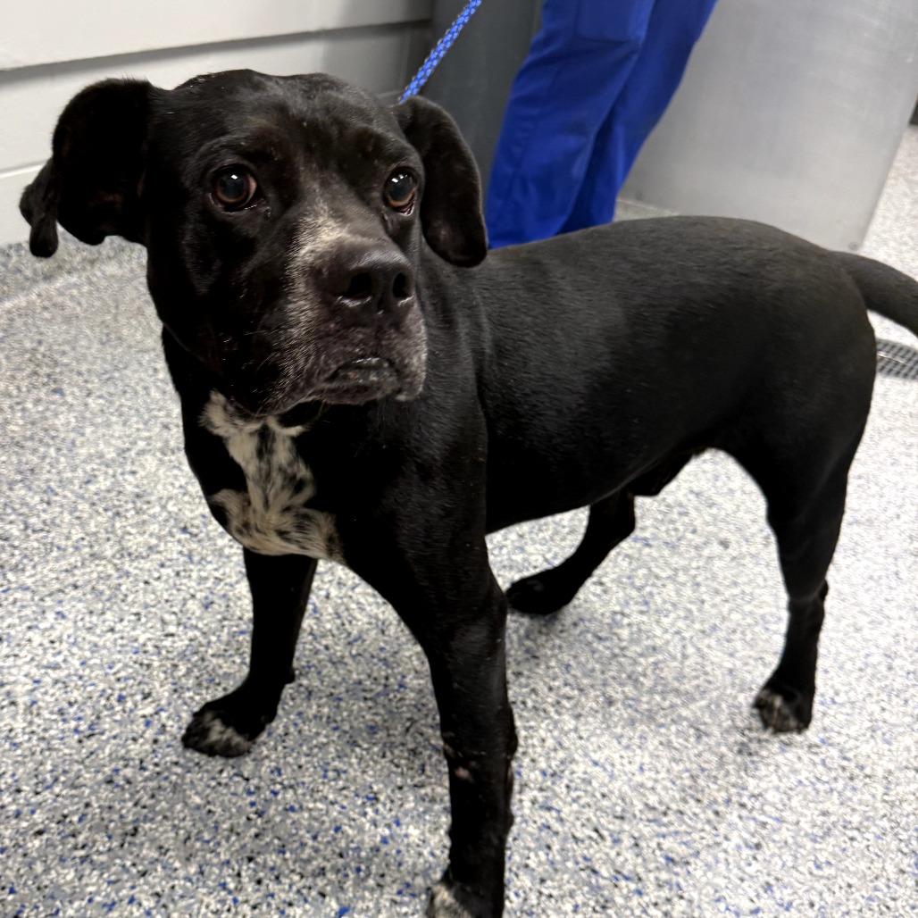 Enlarge Oreo, a Adoptable Pit Bull Terrier in Greenville, SC image 1/2