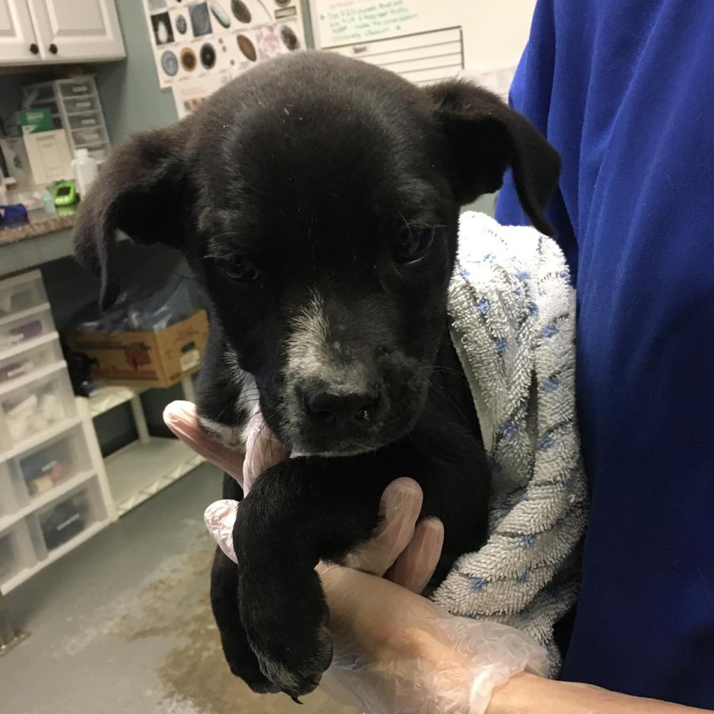 Enlarge Oreo, a Adoptable Pit Bull Terrier in Greenville, SC image 2/2