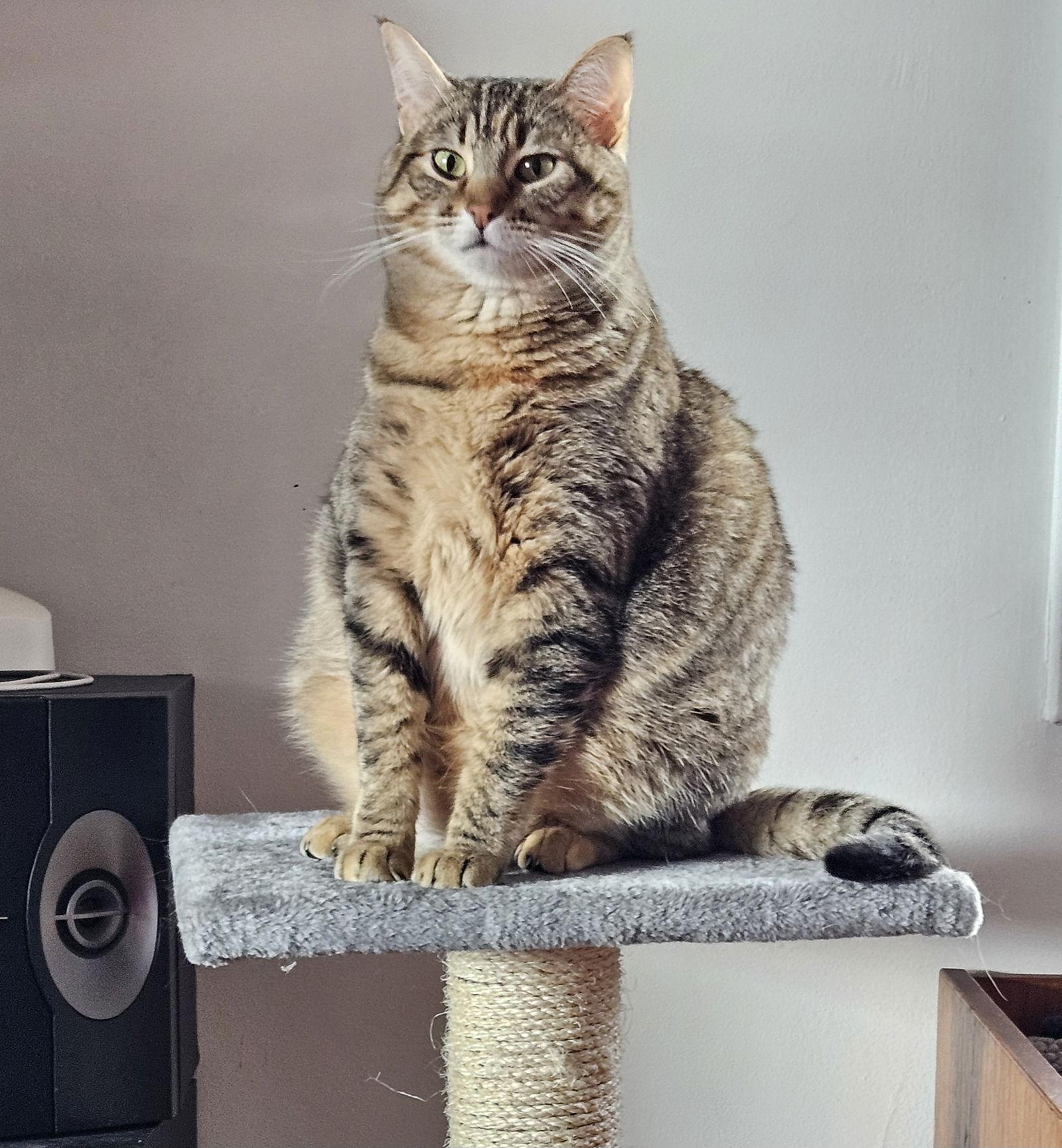 Juni, Adopted, Adult Female Domestic Short Hair.