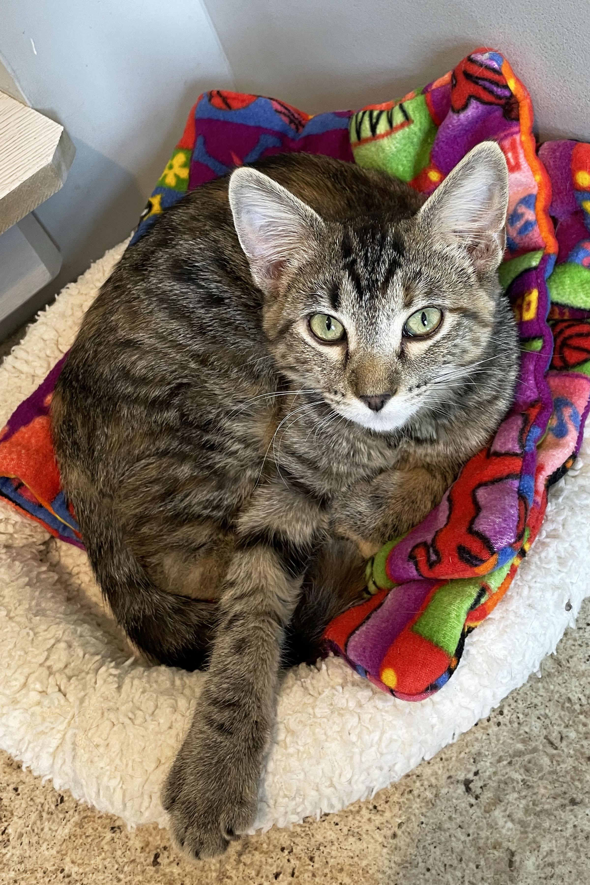 Bulbasaur, adopted, Kitten Female Domestic Short Hair.