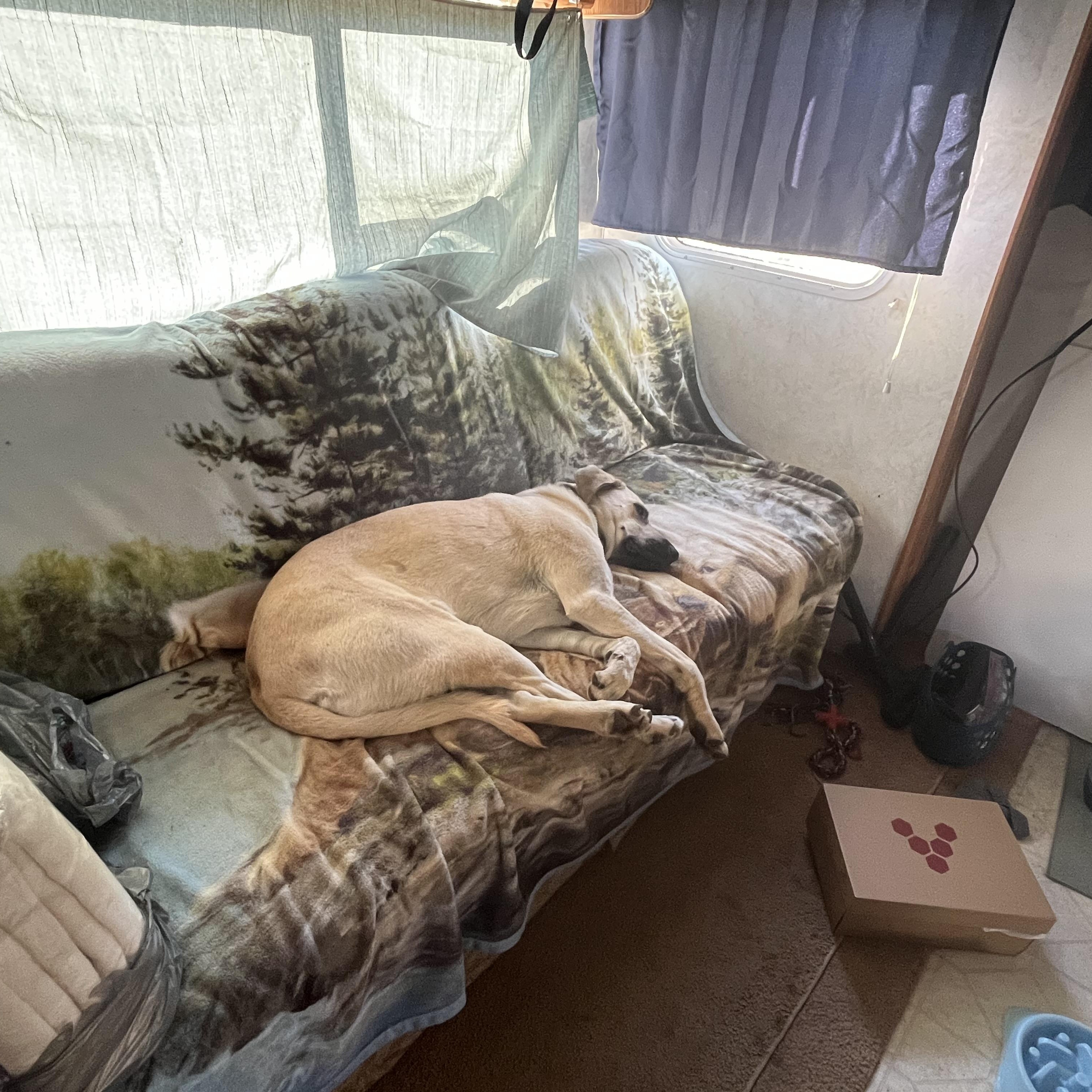 RAYNE (Calm, Loyal, Sweet Looking for Land and Love) FOSTERED IN SOUTH BOSTON, VA