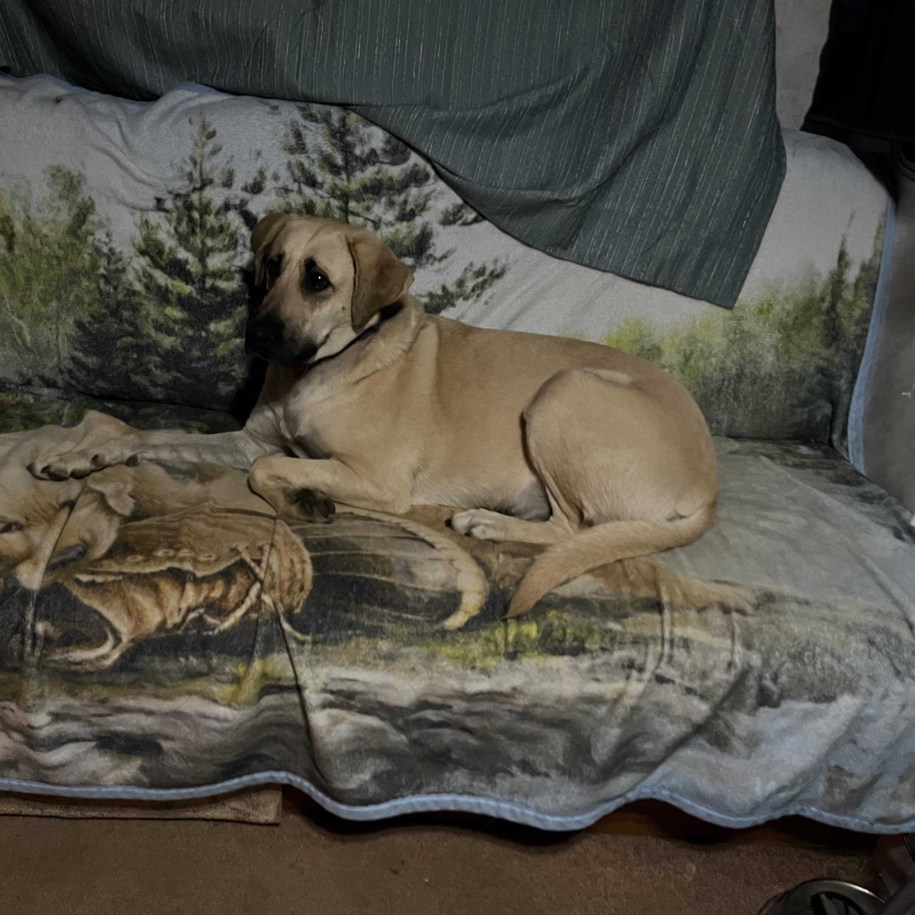 RAYNE (Calm, Loyal, Sweet Looking for Land and Love) FOSTERED IN SOUTH BOSTON, VA