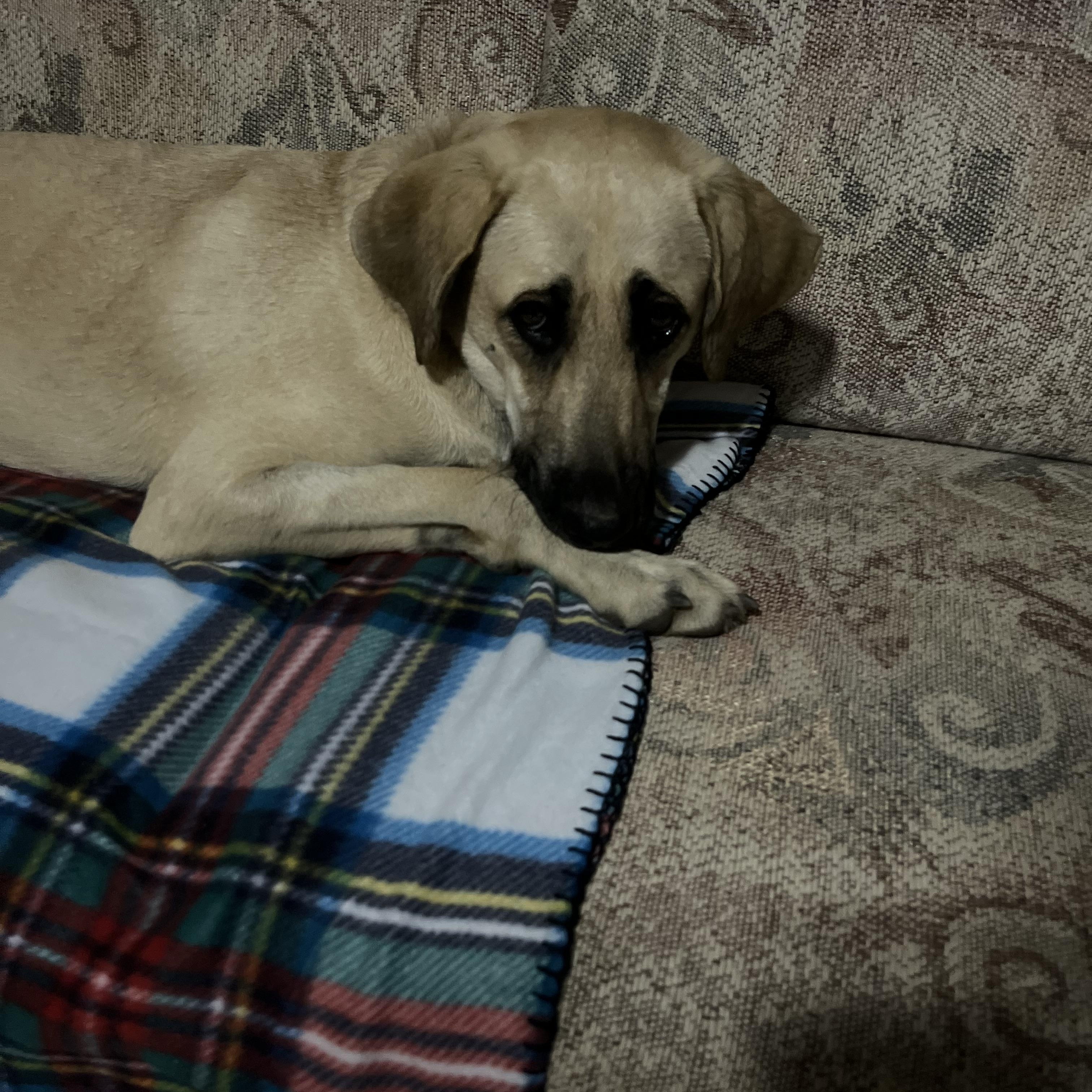 RAYNE (Calm, Loyal, Sweet Looking for Land and Love) FOSTERED IN SOUTH BOSTON, VA