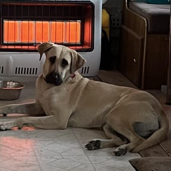 RAYNE (Calm, Loyal, Sweet Looking for Land and Love) FOSTERED IN SOUTH BOSTON, VA