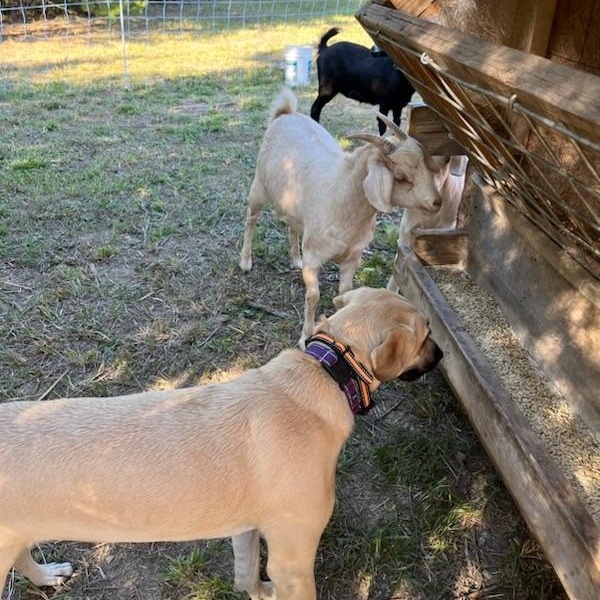RAYNE (Calm, Loyal, Sweet Looking for Land and Love) FOSTERED IN SOUTH BOSTON, VA