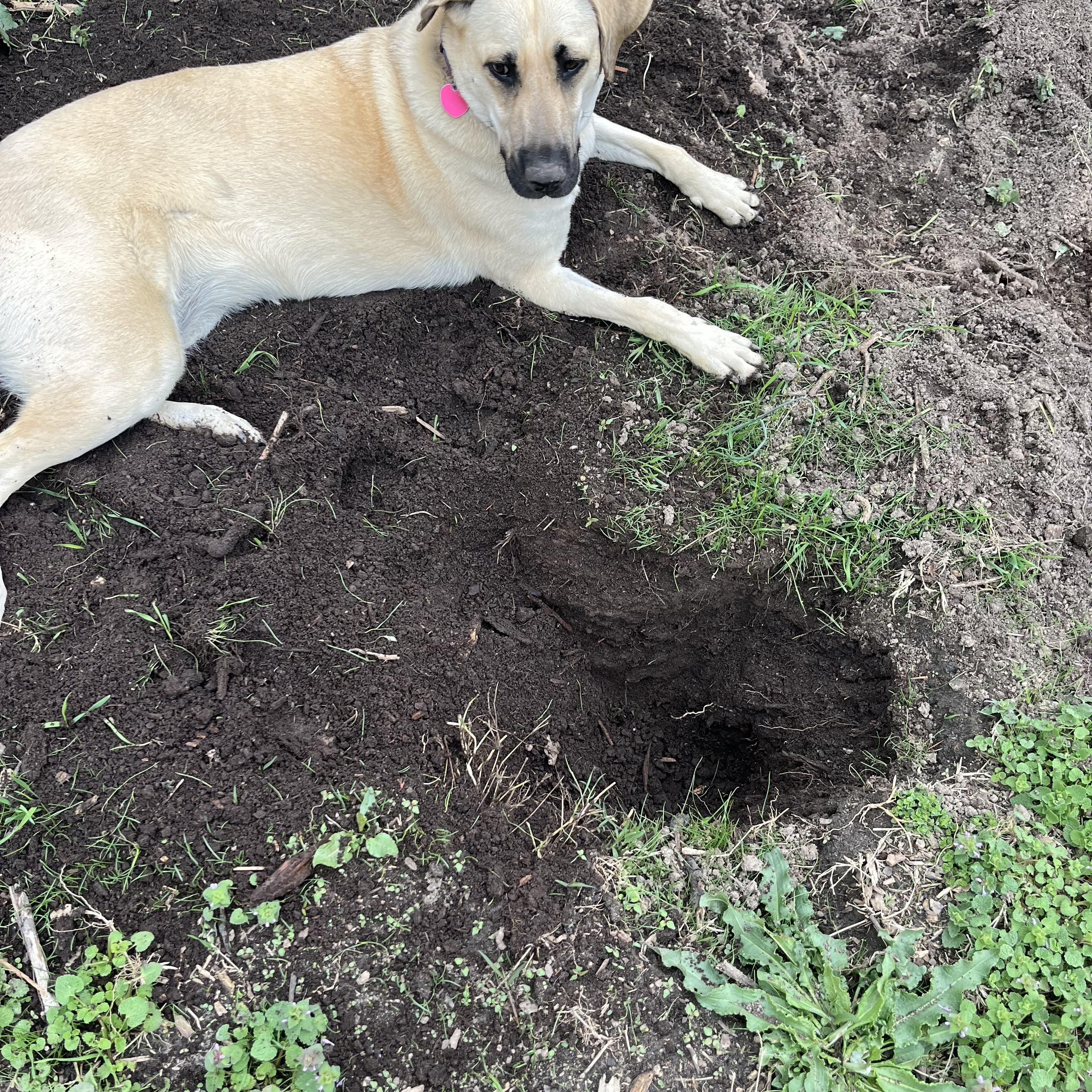 RAYNE (Calm, Loyal, Sweet Looking for Land and Love) FOSTERED IN SOUTH BOSTON, VA