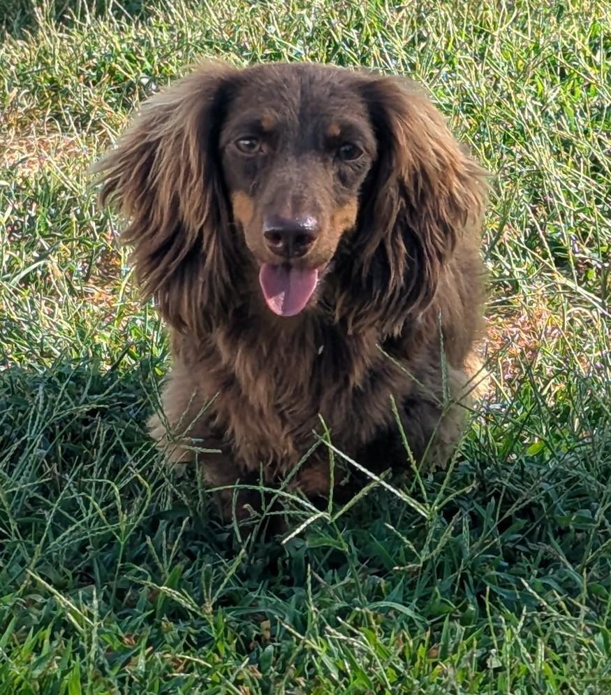 Chewy in NC, ADOPTABLE, Young Female Dachshund.