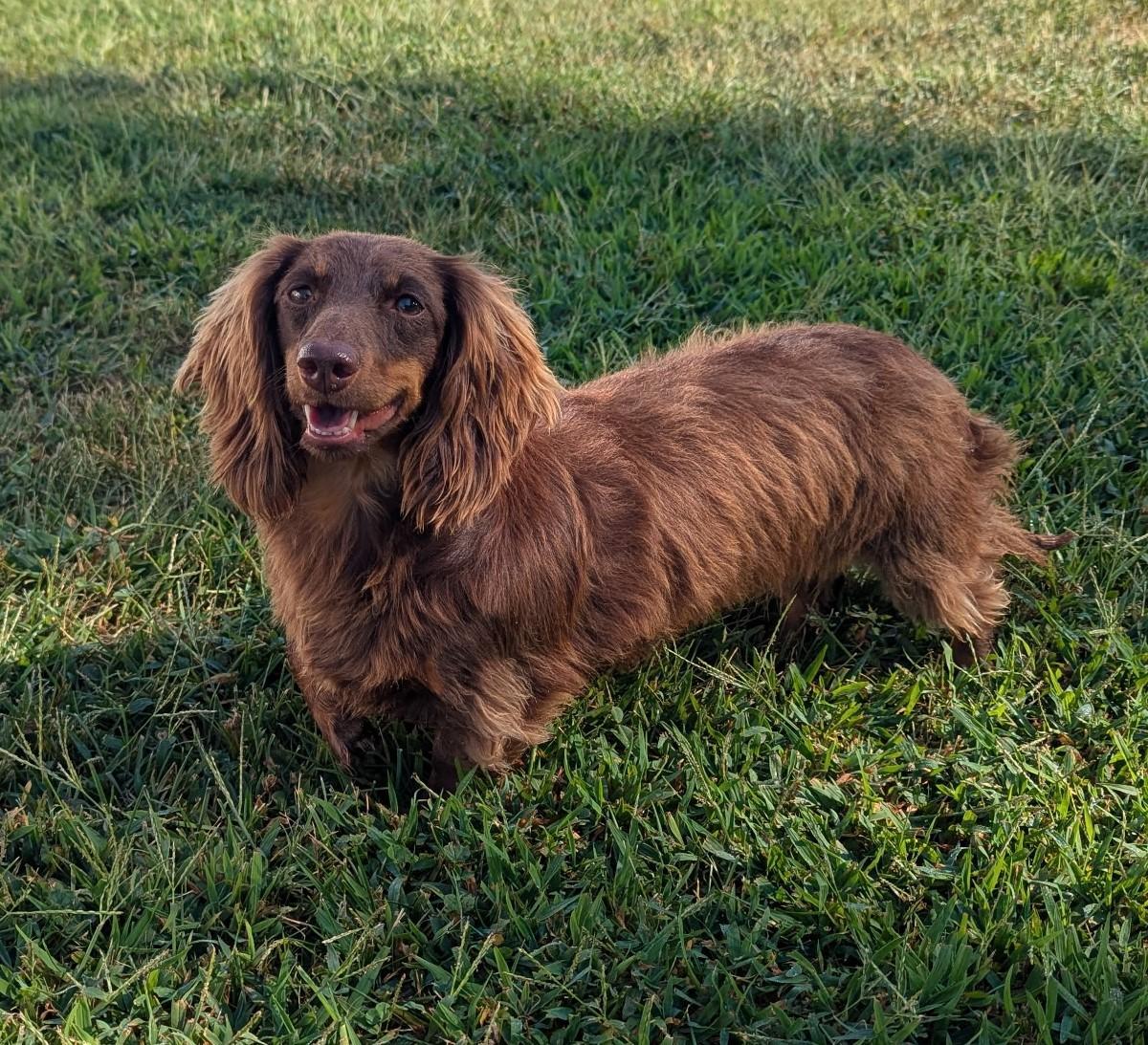 Enlarge Chewy in NC, a ADOPTABLE Dachshund in Benson, NC image 4/5