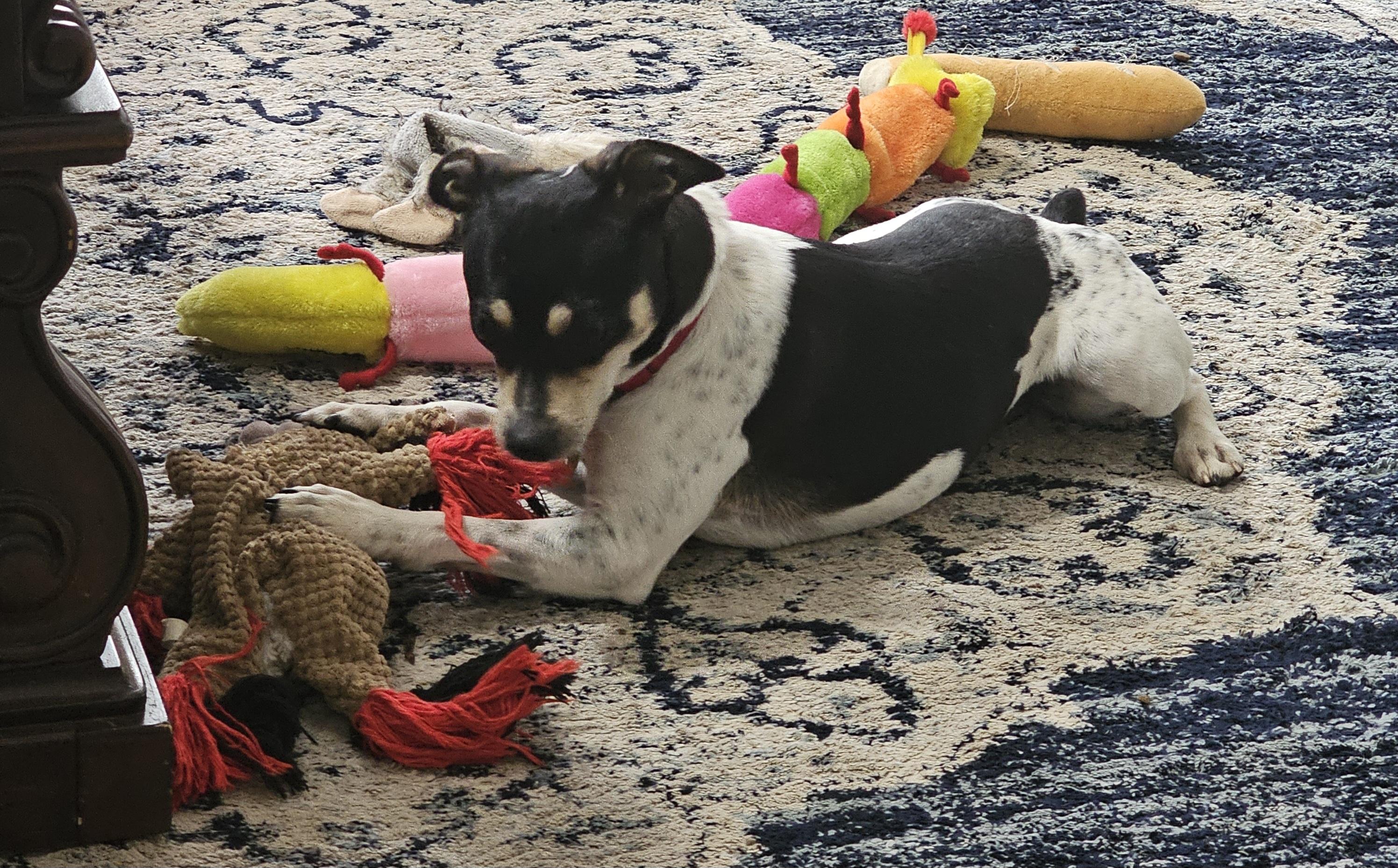 Enlarge Zuni (GA), a Adoptable Rat Terrier in Sharpsburg, GA image 2/4