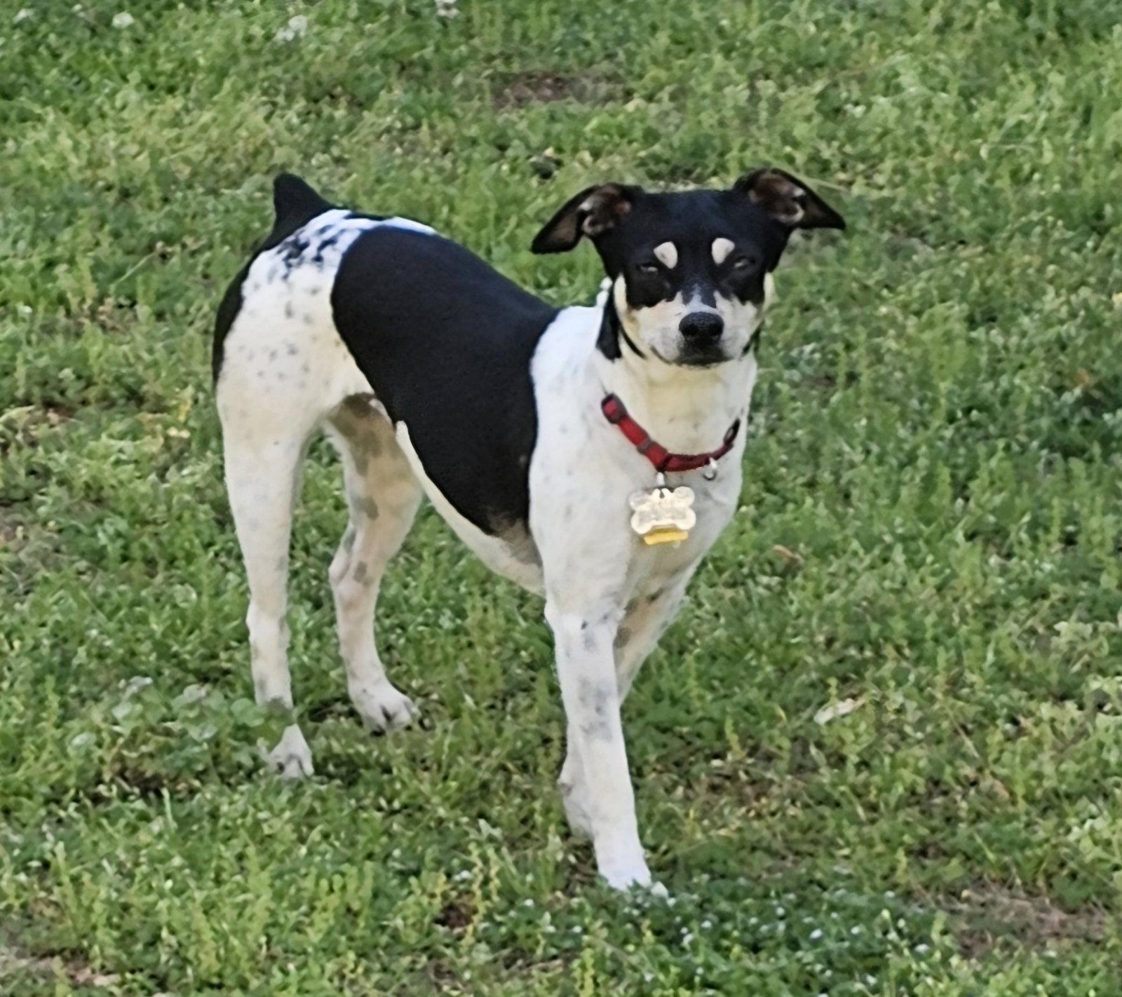 Enlarge Zuni (GA), a Adoptable Rat Terrier in Sharpsburg, GA image 2/3