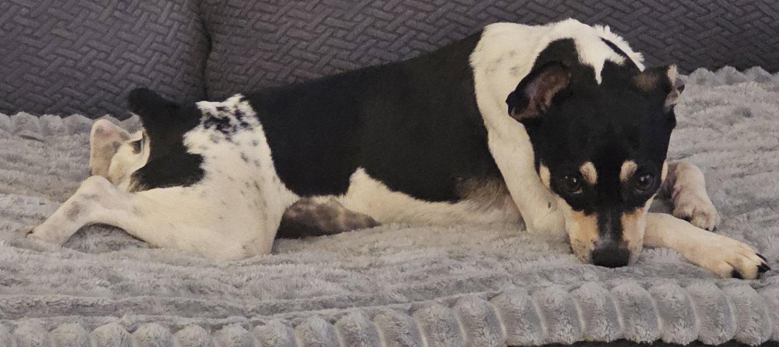 Enlarge Zuni (GA), a Adoptable Rat Terrier in Sharpsburg, GA image 4/4