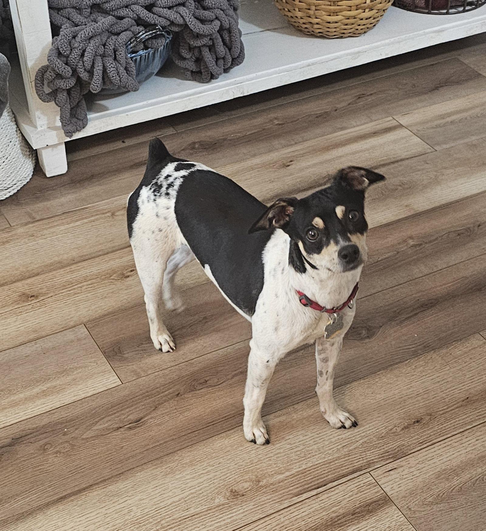 Enlarge Zuni (GA), a Adoptable Rat Terrier in Sharpsburg, GA image 3/3