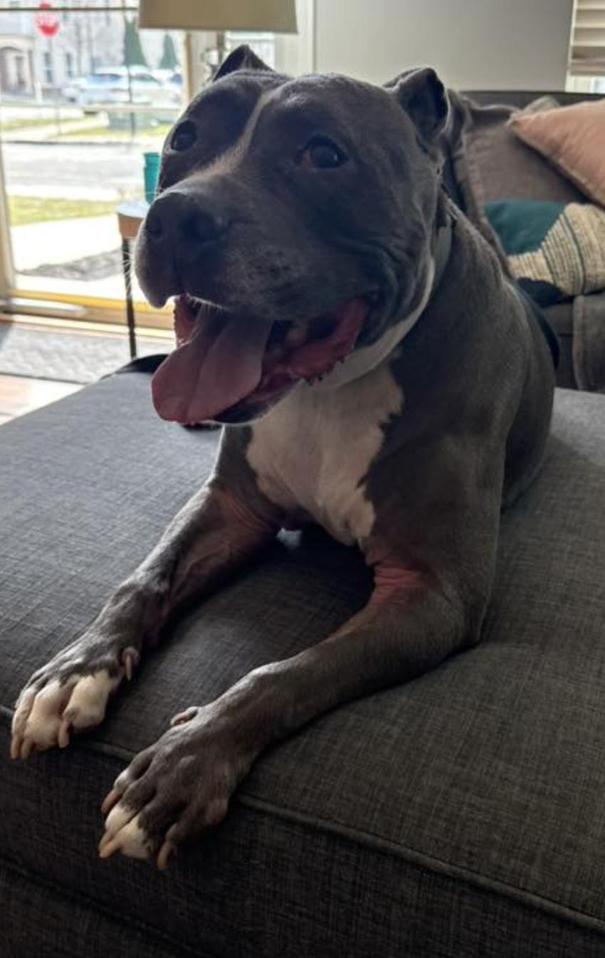 Rocky , an adopted Pit Bull Terrier in Tinton Falls, NJ image 4/5