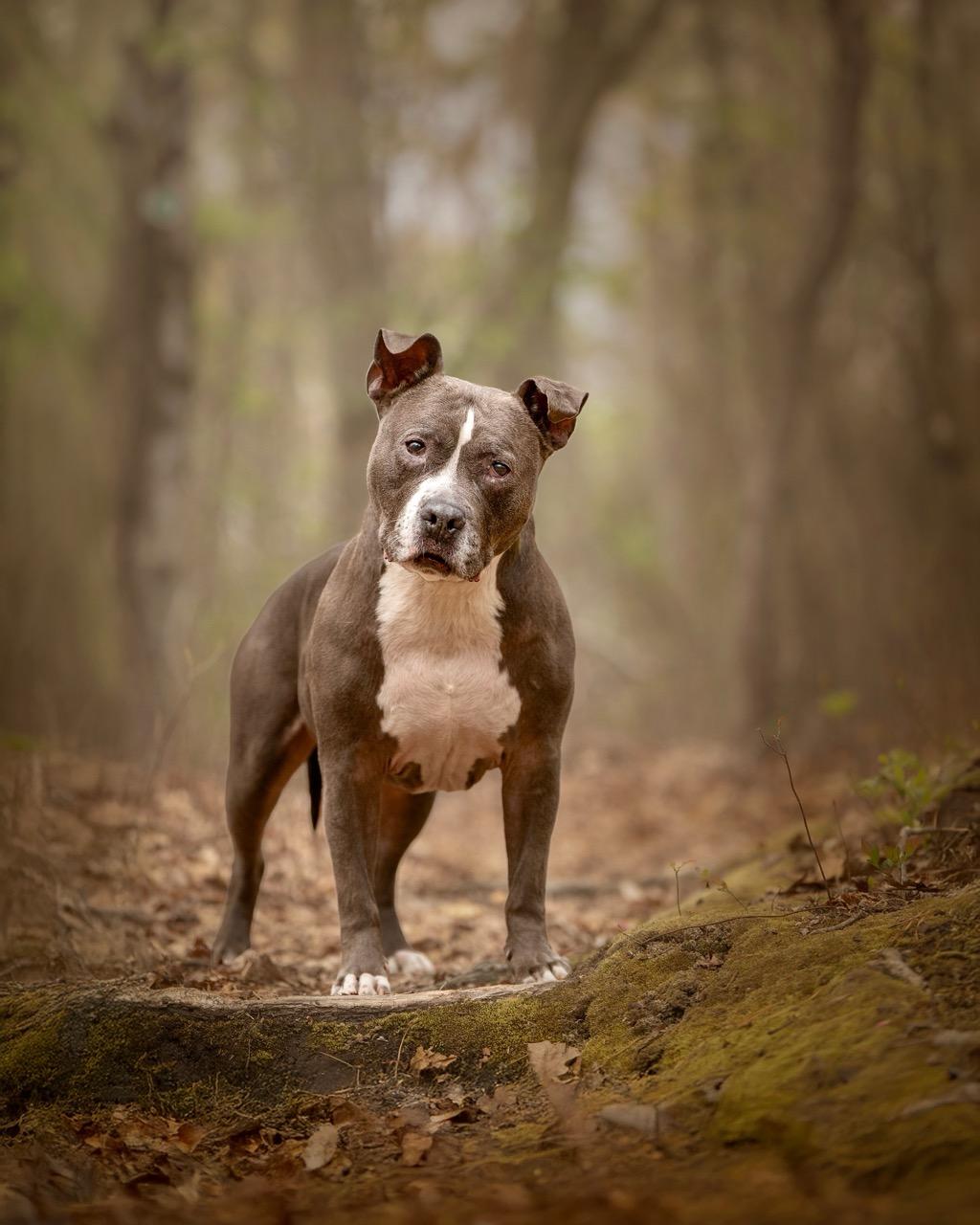 Rocky , an adopted Pit Bull Terrier in Tinton Falls, NJ image 3/5