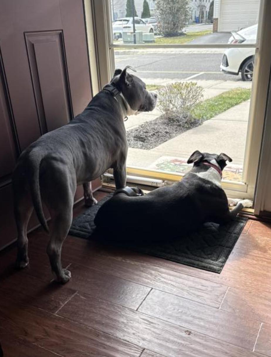 Rocky , an adopted Pit Bull Terrier in Tinton Falls, NJ image 5/5