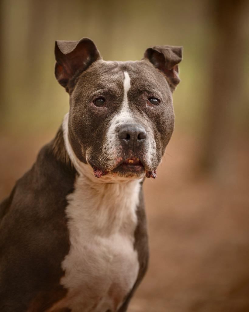 Rocky , an adopted Pit Bull Terrier in Tinton Falls, NJ image 2/5