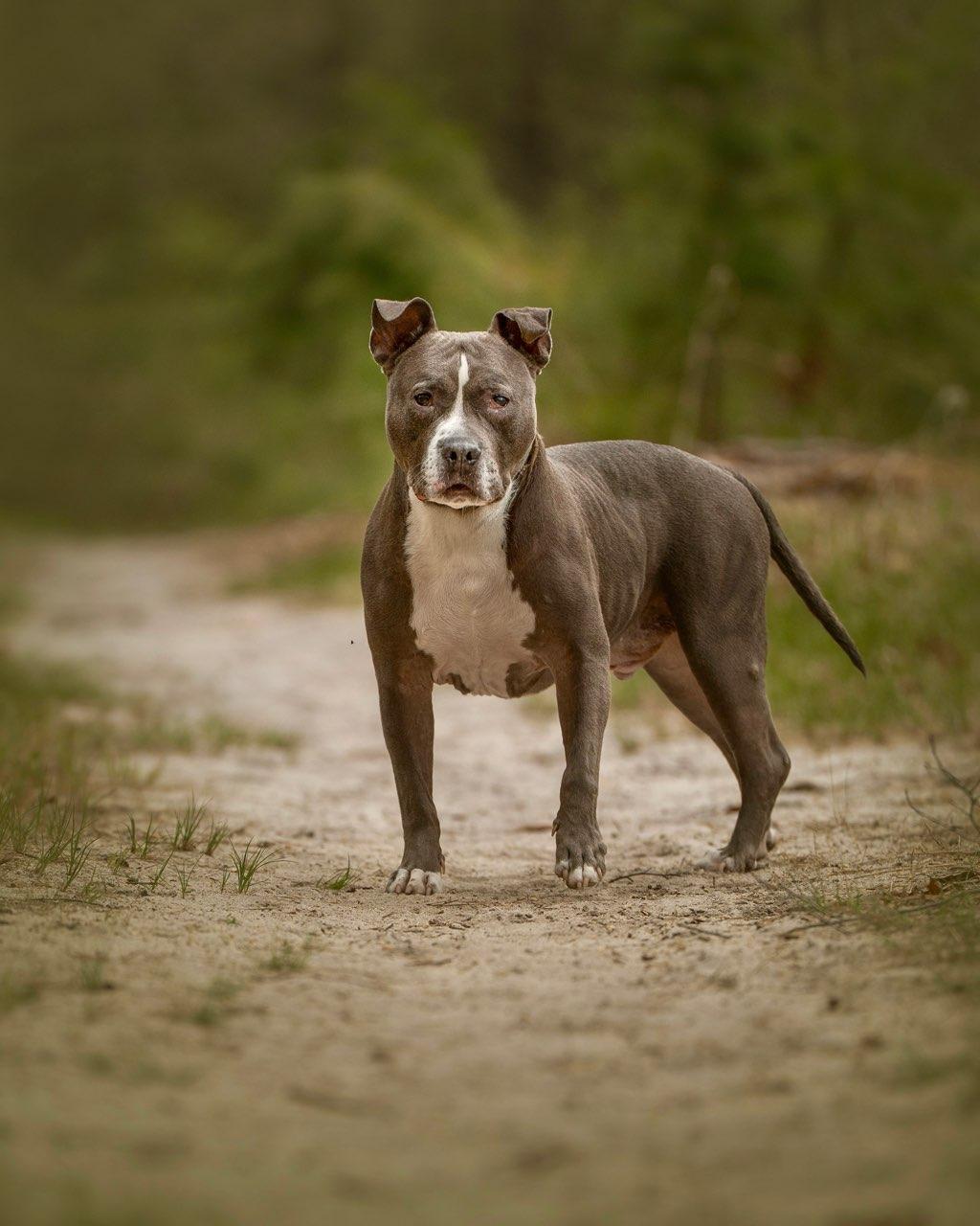 Rocky , adopted, Senior Male Pit Bull Terrier.