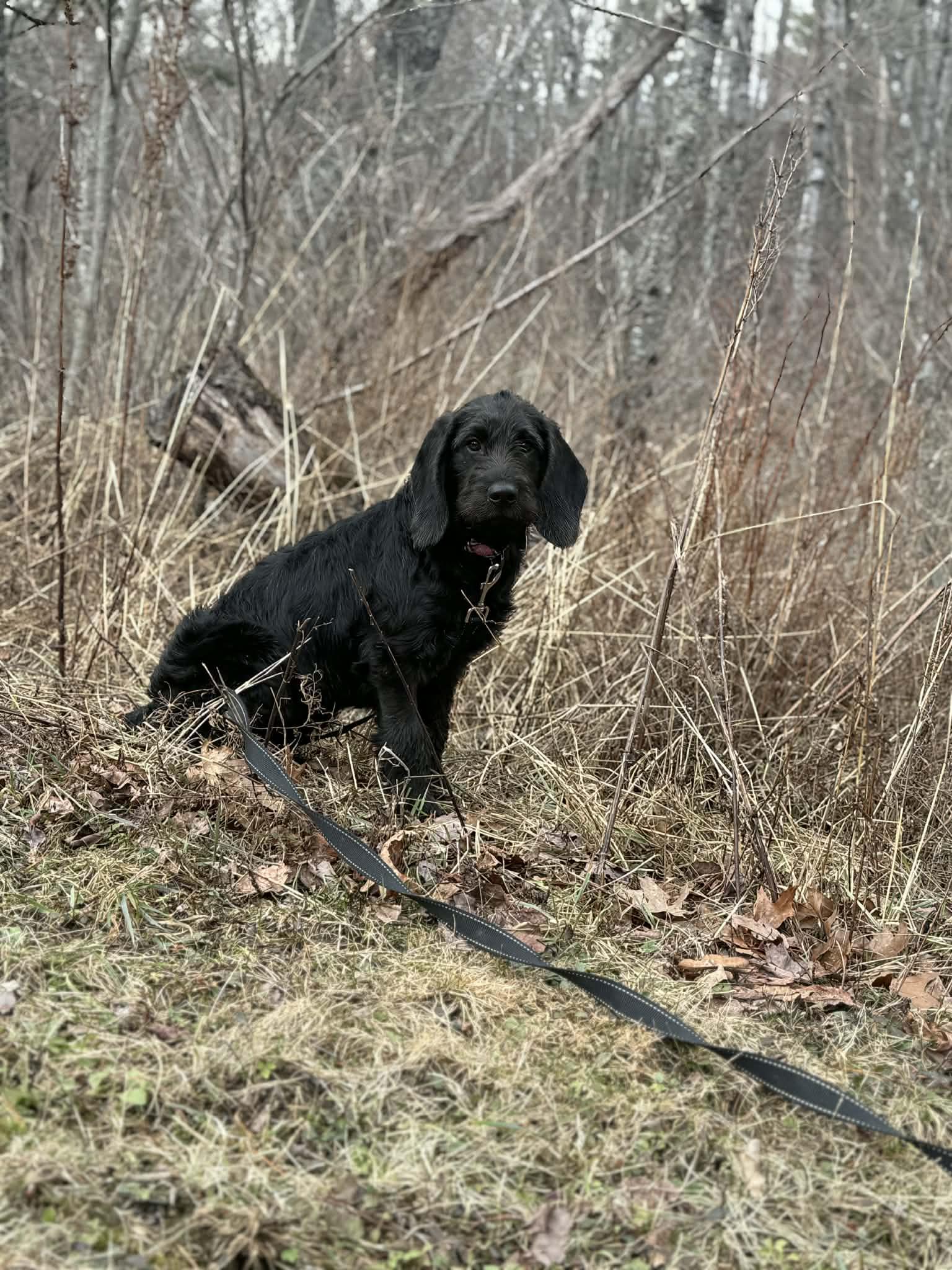 Enlarge Curli, a Adopted mixed breed in Augusta, ME image 1/6
