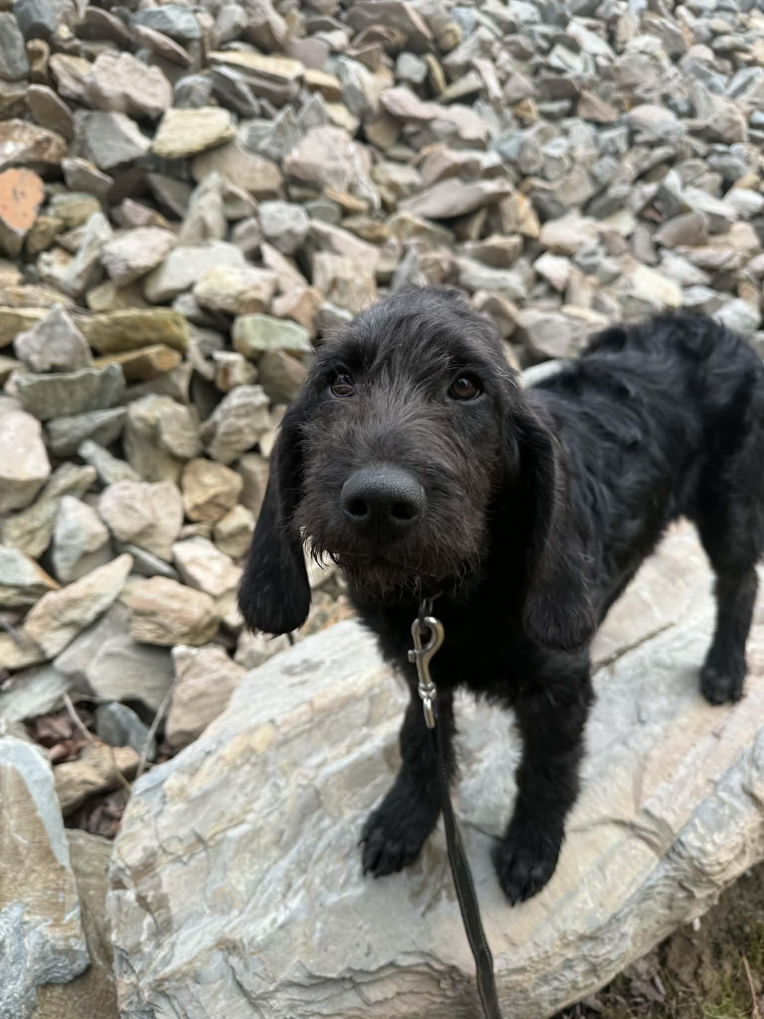 Enlarge Curli, a Adopted mixed breed in Augusta, ME image 3/6