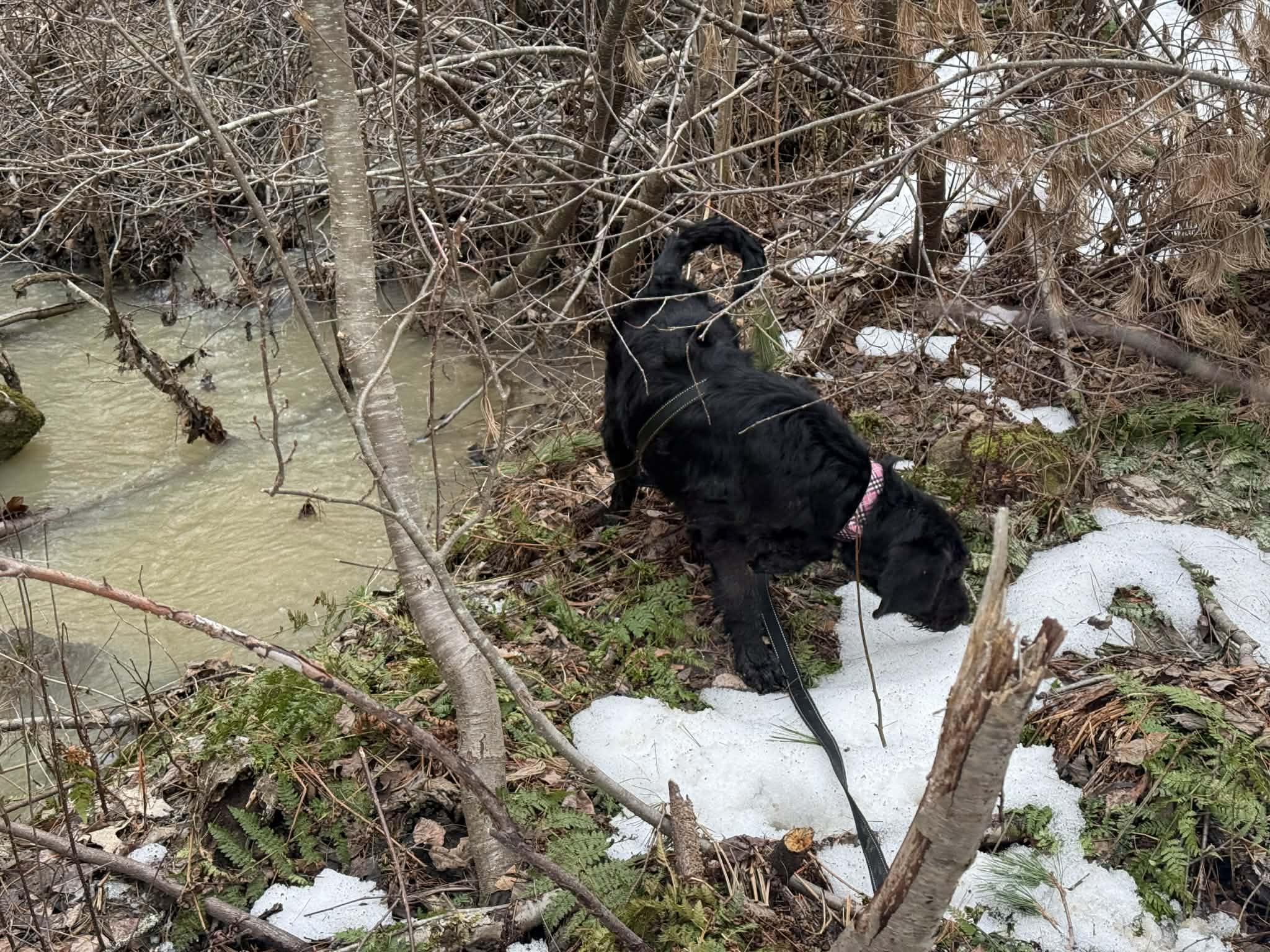 Enlarge Curli, a Adopted mixed breed in Augusta, ME image 4/6