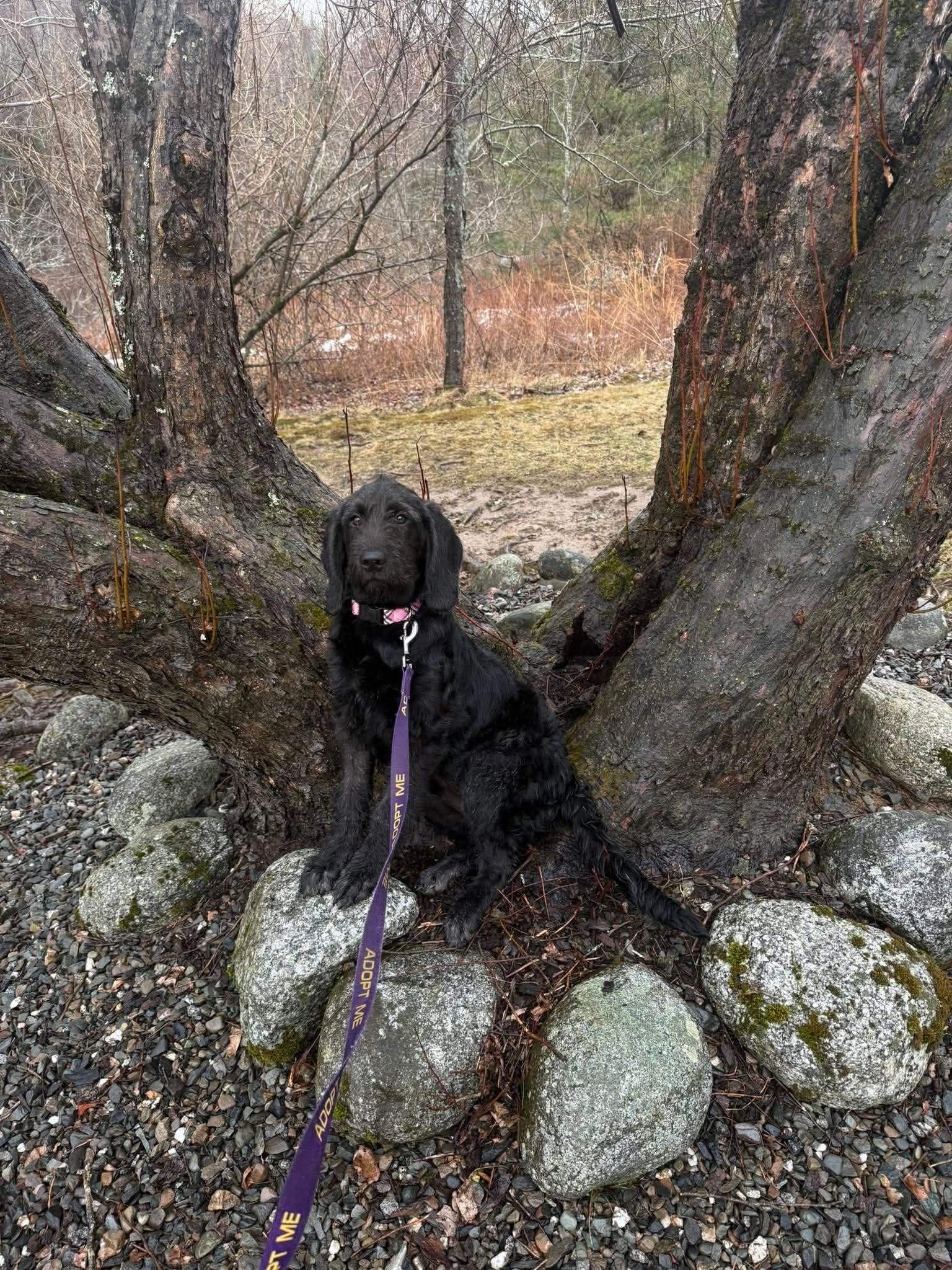 Enlarge Curli, a Adopted mixed breed in Augusta, ME image 5/6