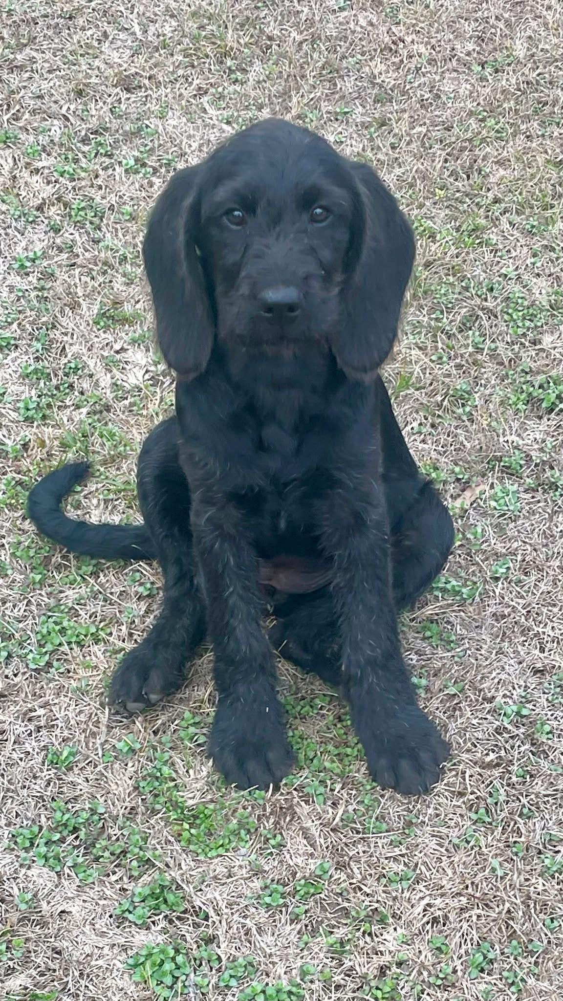 Enlarge Curli, a Adopted mixed breed in Augusta, ME image 6/6