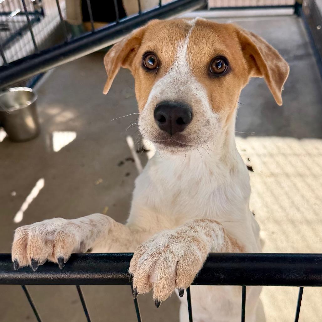 The Invisible Woman, Adoptable, Puppy Female Mixed Breed.