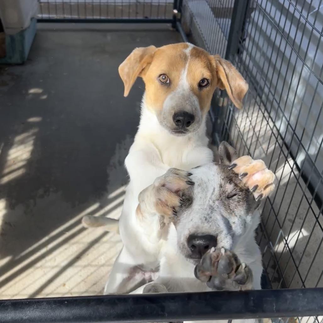 Enlarge The Invisible Woman, a Adoptable Mixed Breed in Moab, UT image 2/5