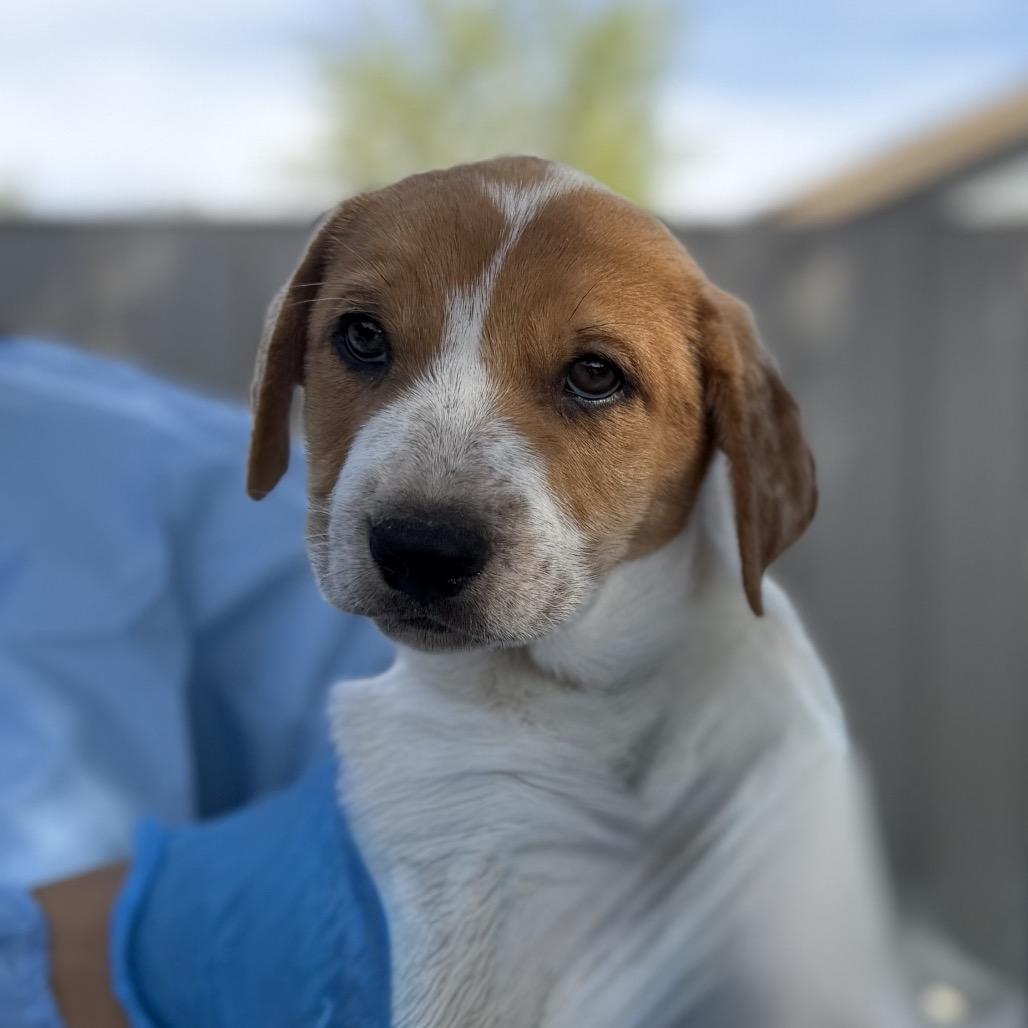 Enlarge The Invisible Woman, a Adoptable Mixed Breed in Moab, UT image 5/5