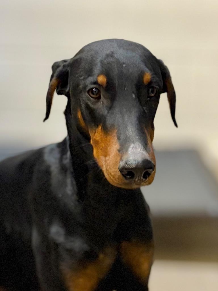 Marcus, Adoptable, Young Male Doberman Pinscher.