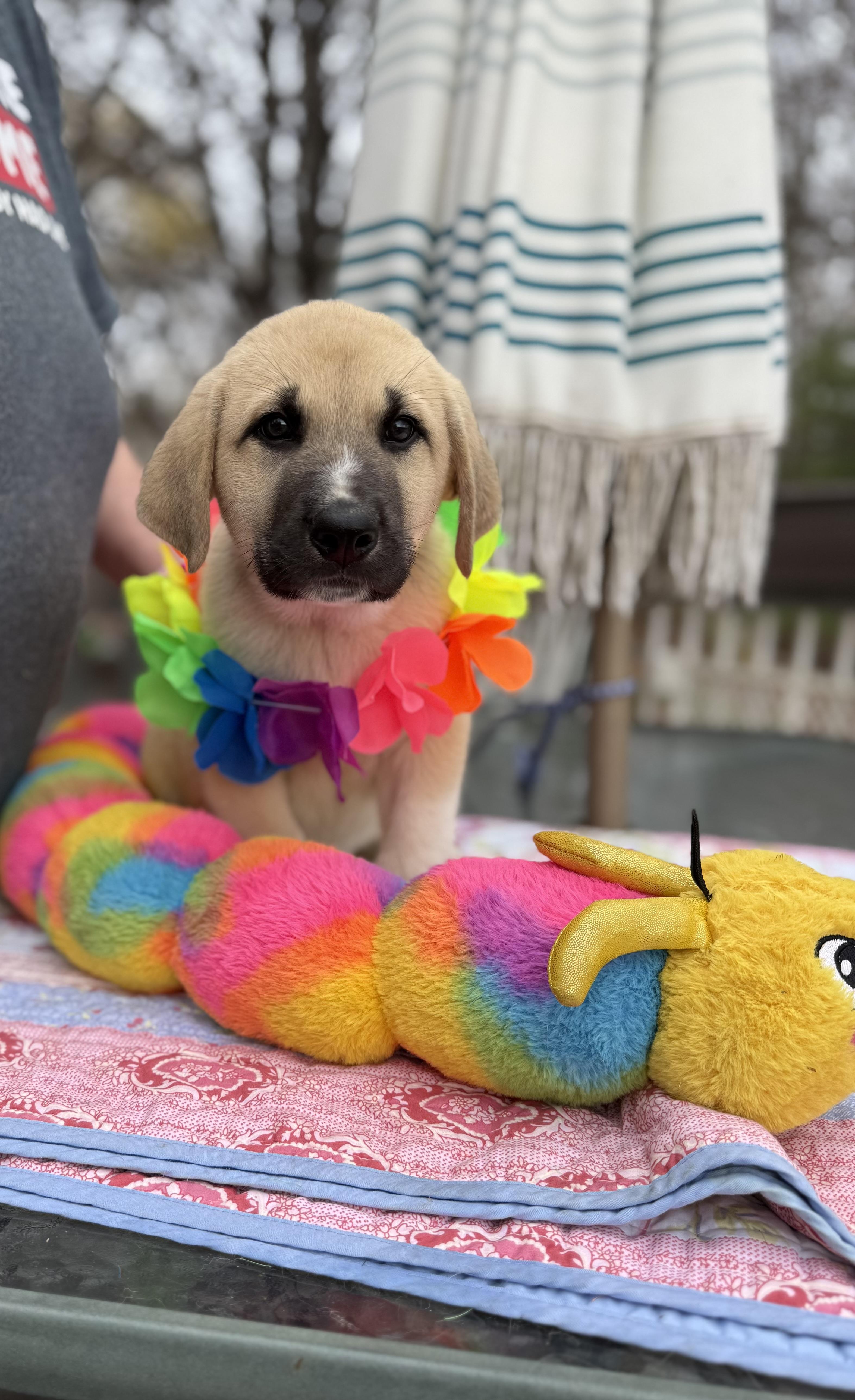 Enlarge Russ , an adopted mixed breed in White Lake, MI image 3/6