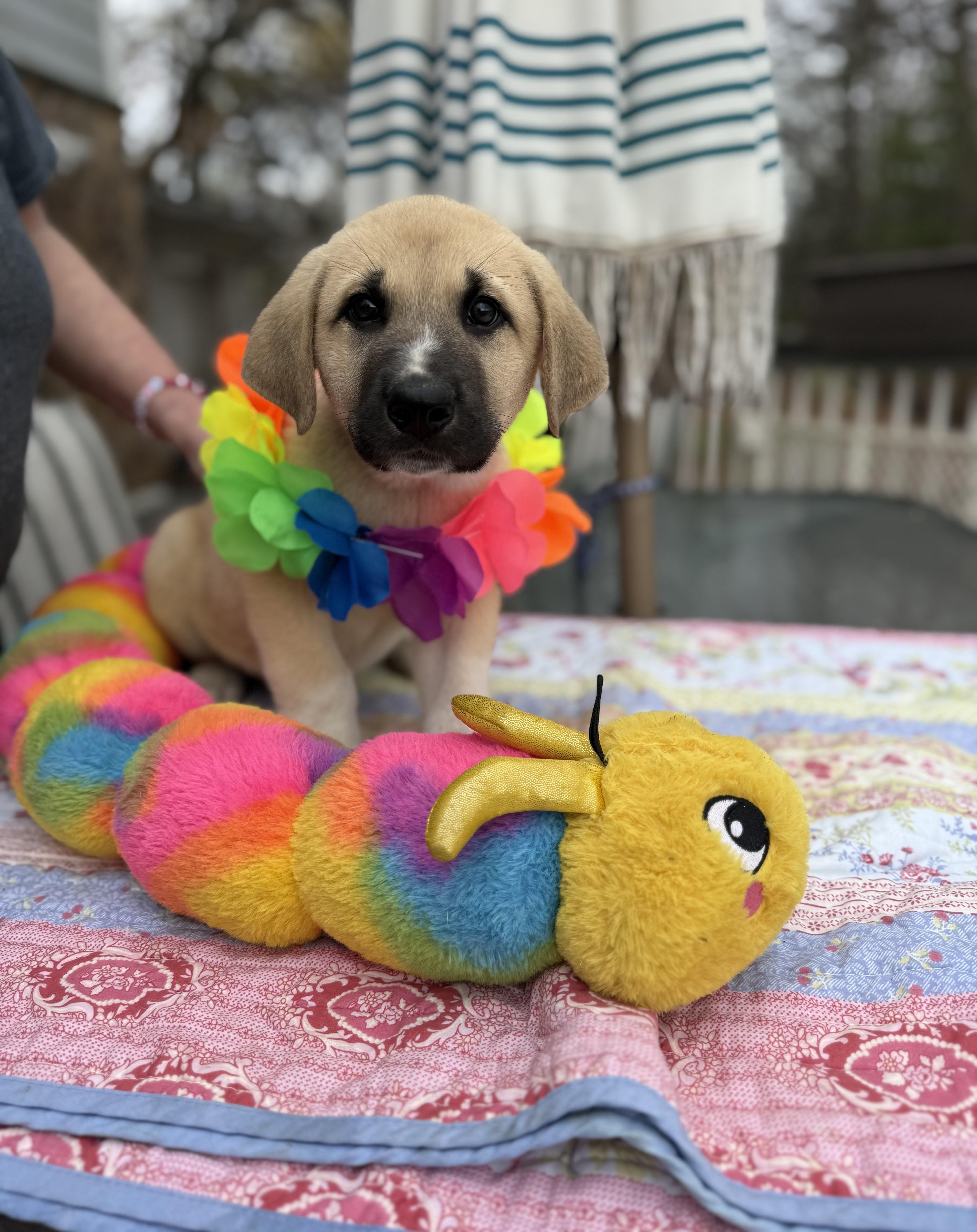 Enlarge Russ , an adopted mixed breed in White Lake, MI image 4/6