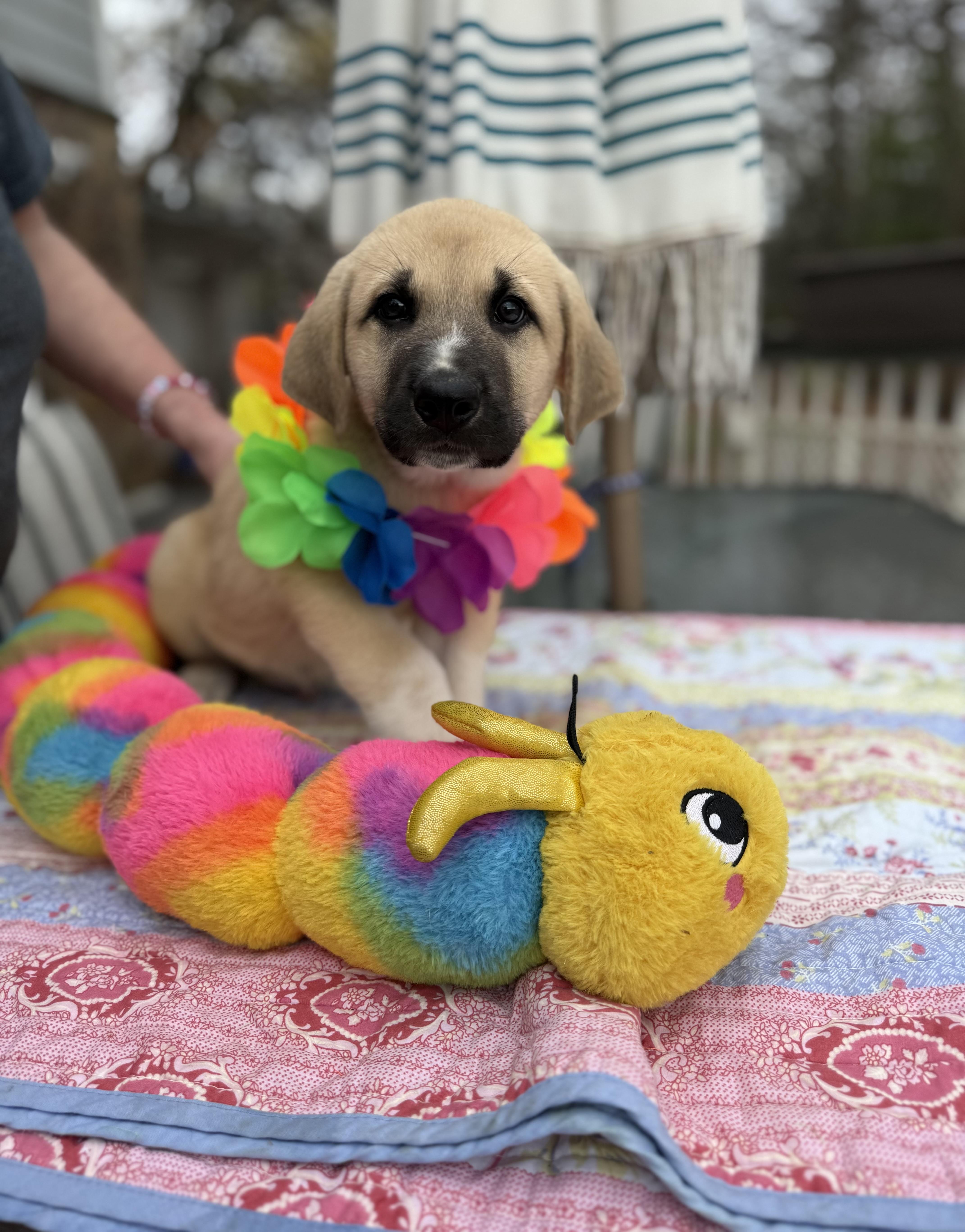 Enlarge Russ , an adopted mixed breed in White Lake, MI image 6/6