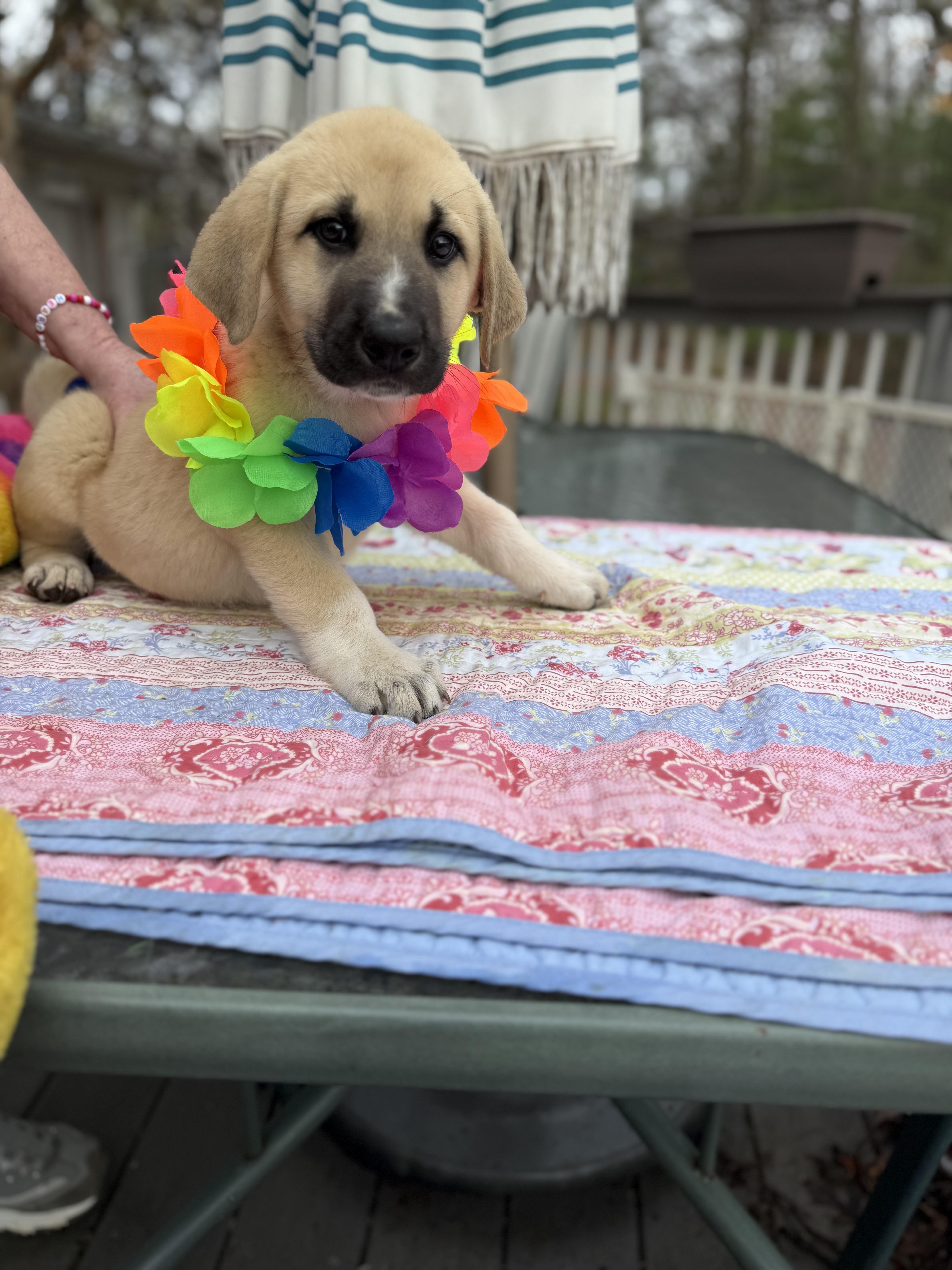 Enlarge Russ , an adopted mixed breed in White Lake, MI image 2/6