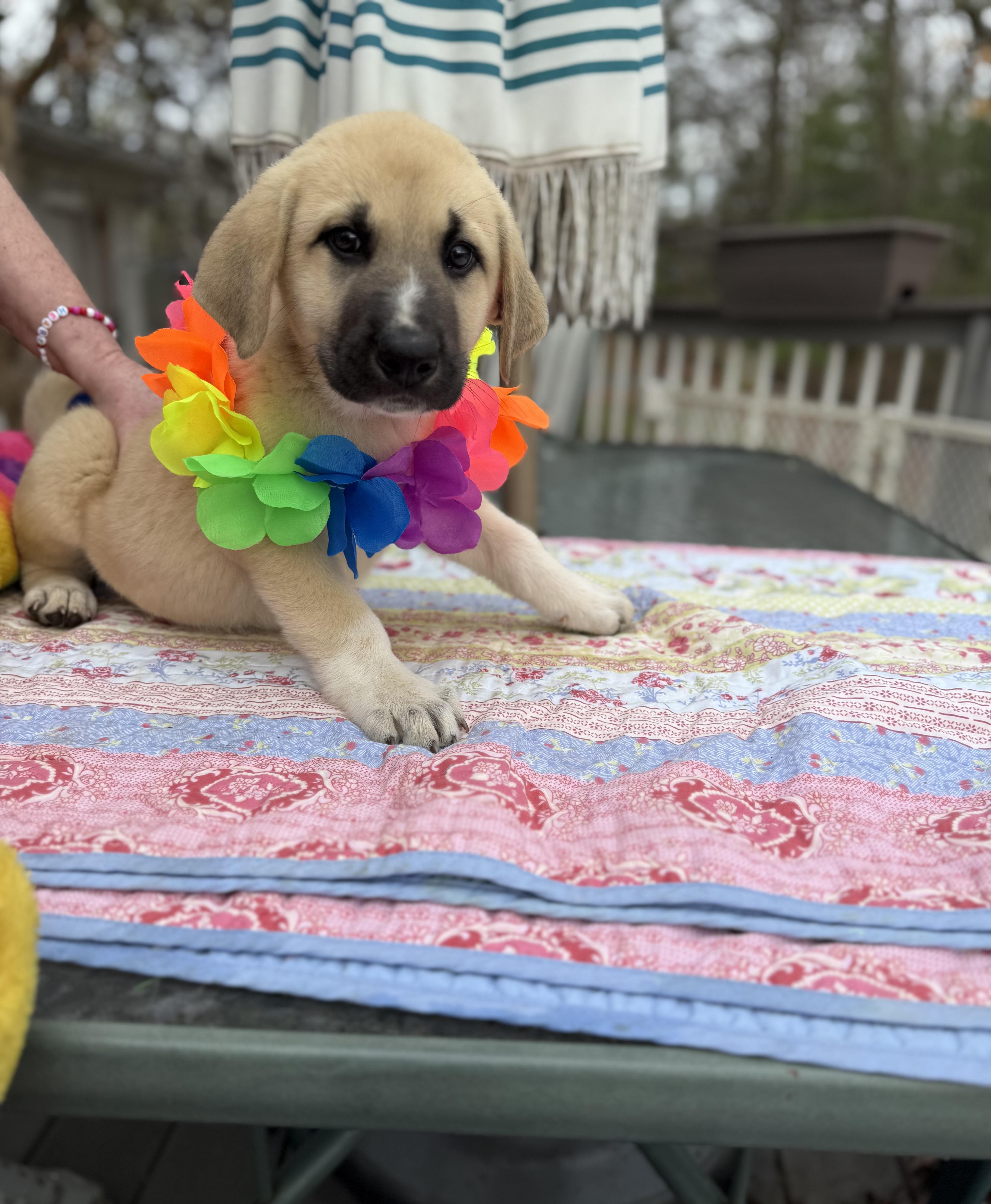 Enlarge Russ , an adopted mixed breed in White Lake, MI image 5/6