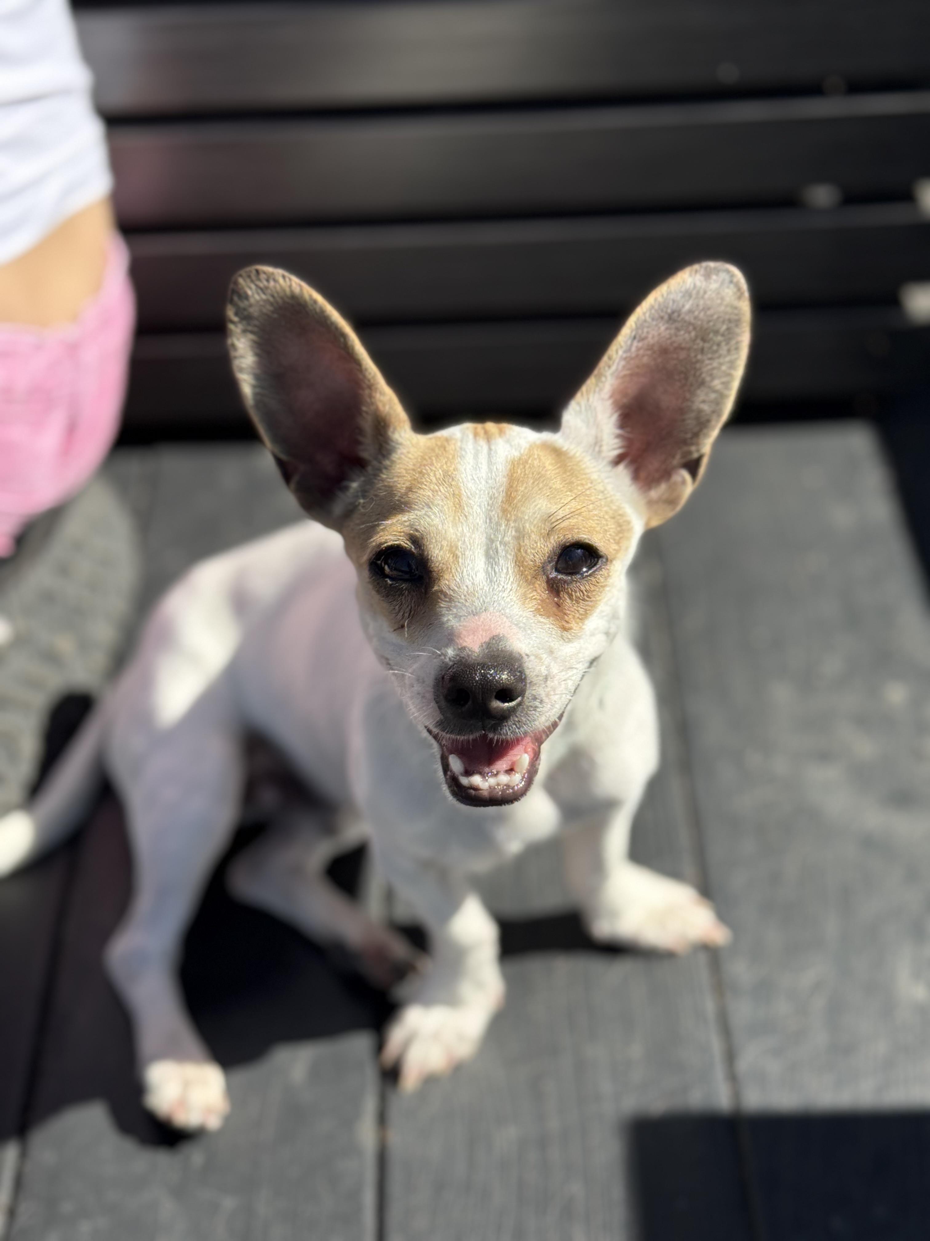 Yoda, ADOPTABLE, Puppy Male Chiweenie & Beagle.