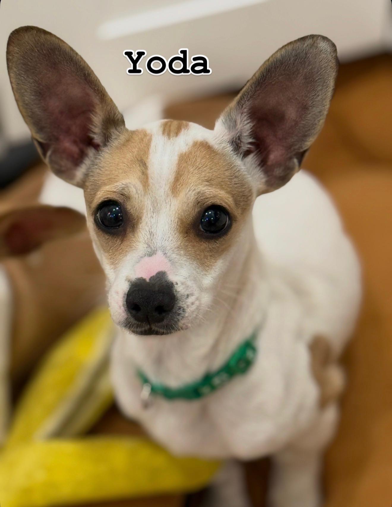 Yoda, ADOPTABLE, Puppy Male Chiweenie & Beagle.